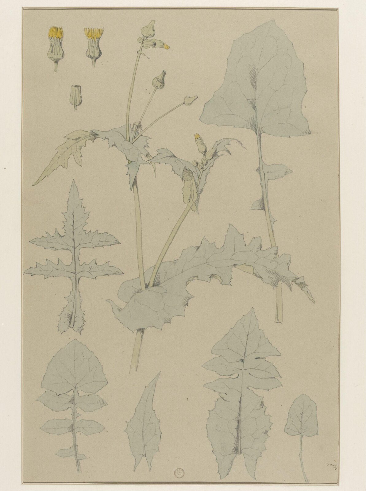 Plant Form, Frederick Edward Hulme, 1868