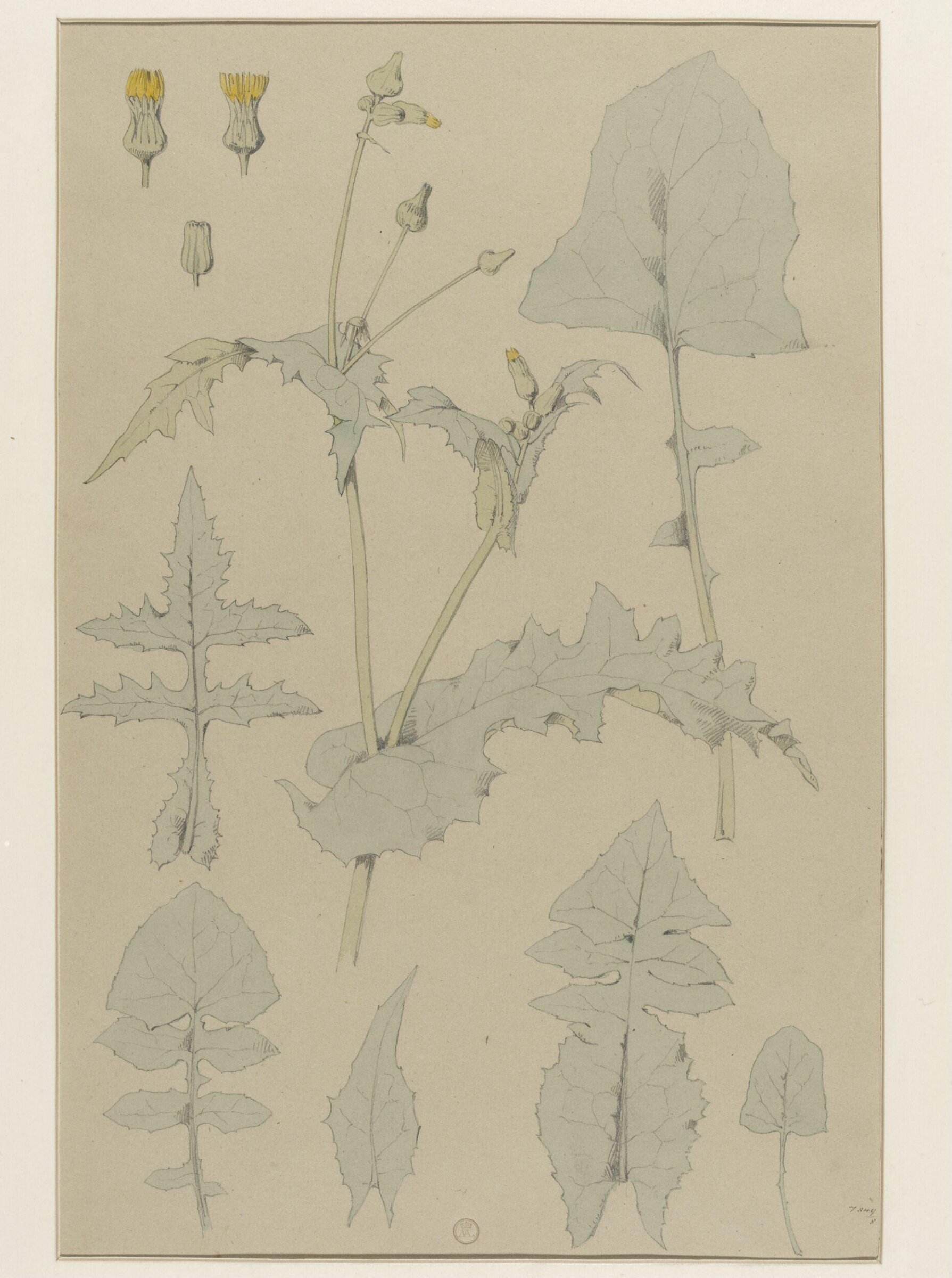 Plant Form, Frederick Edward Hulme, 1868