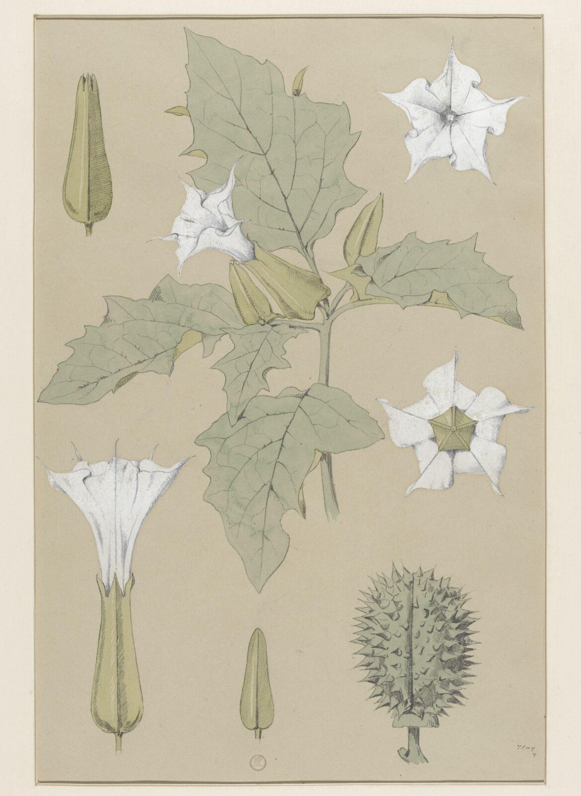 Plant Form, Frederick Edward Hulme, 1868