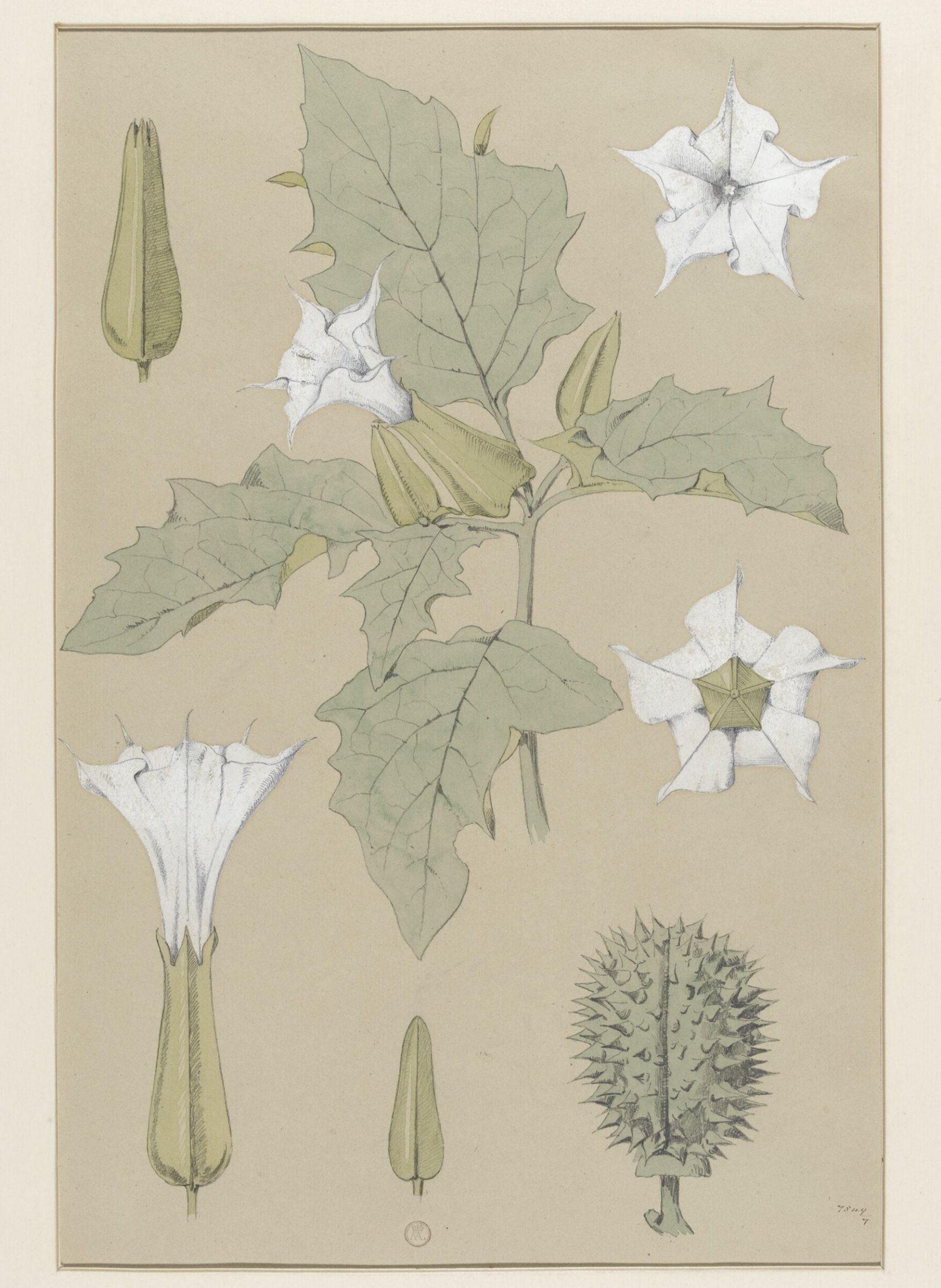 Plant Form, Frederick Edward Hulme, 1868
