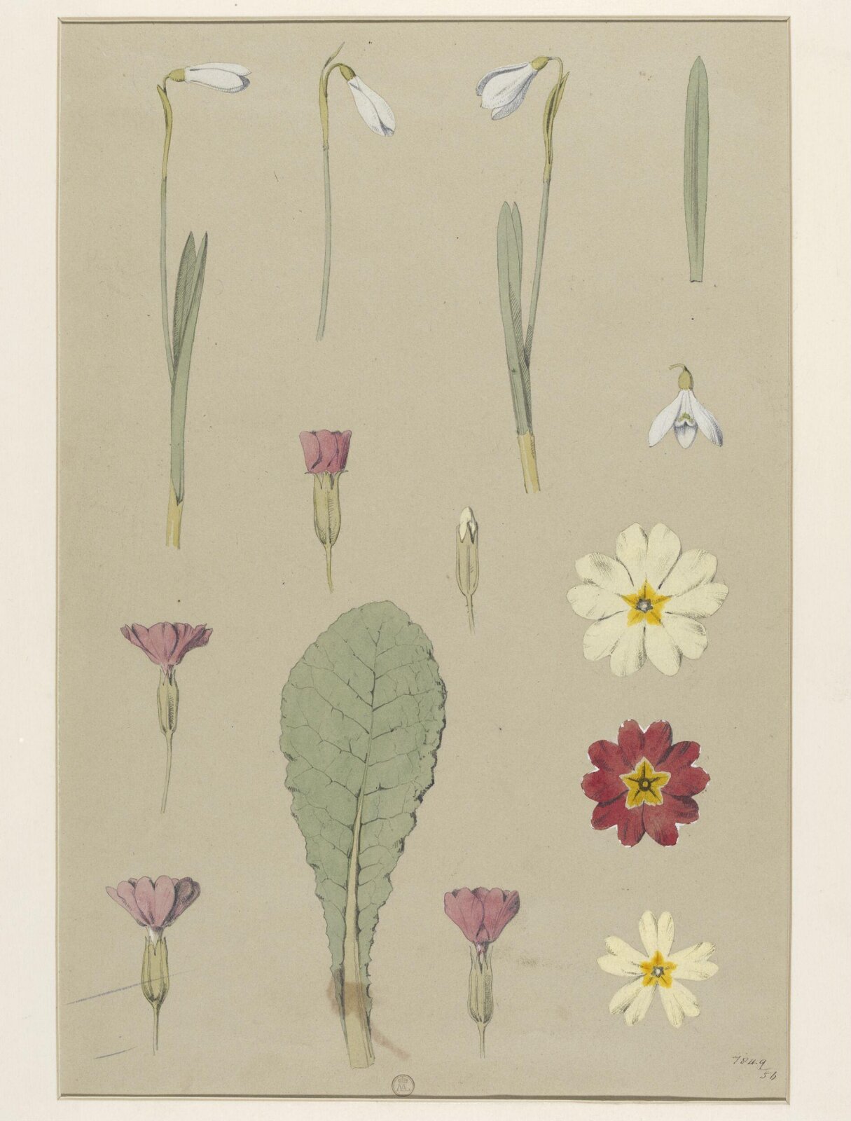 Plant Form, Frederick Edward Hulme, 1868