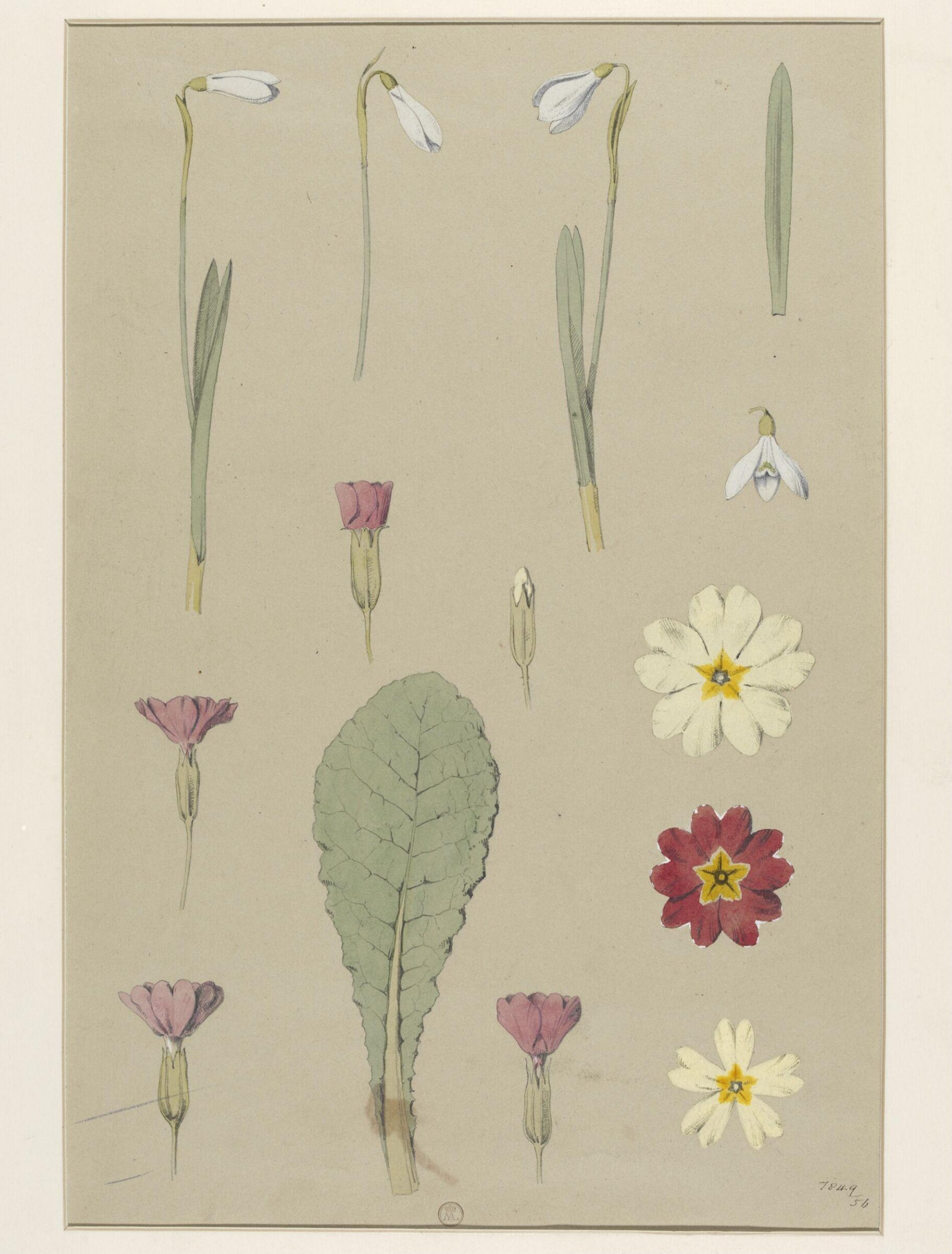 Plant Form, Frederick Edward Hulme, 1868