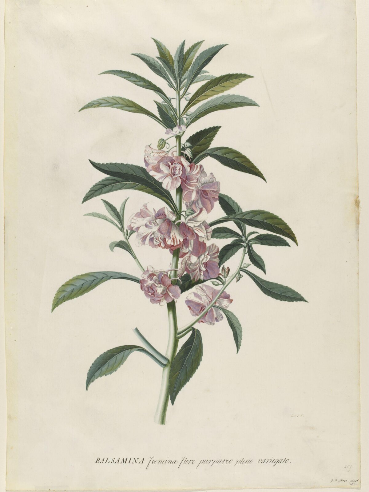 Drawing, Georg Dionysus Ehret, 1745