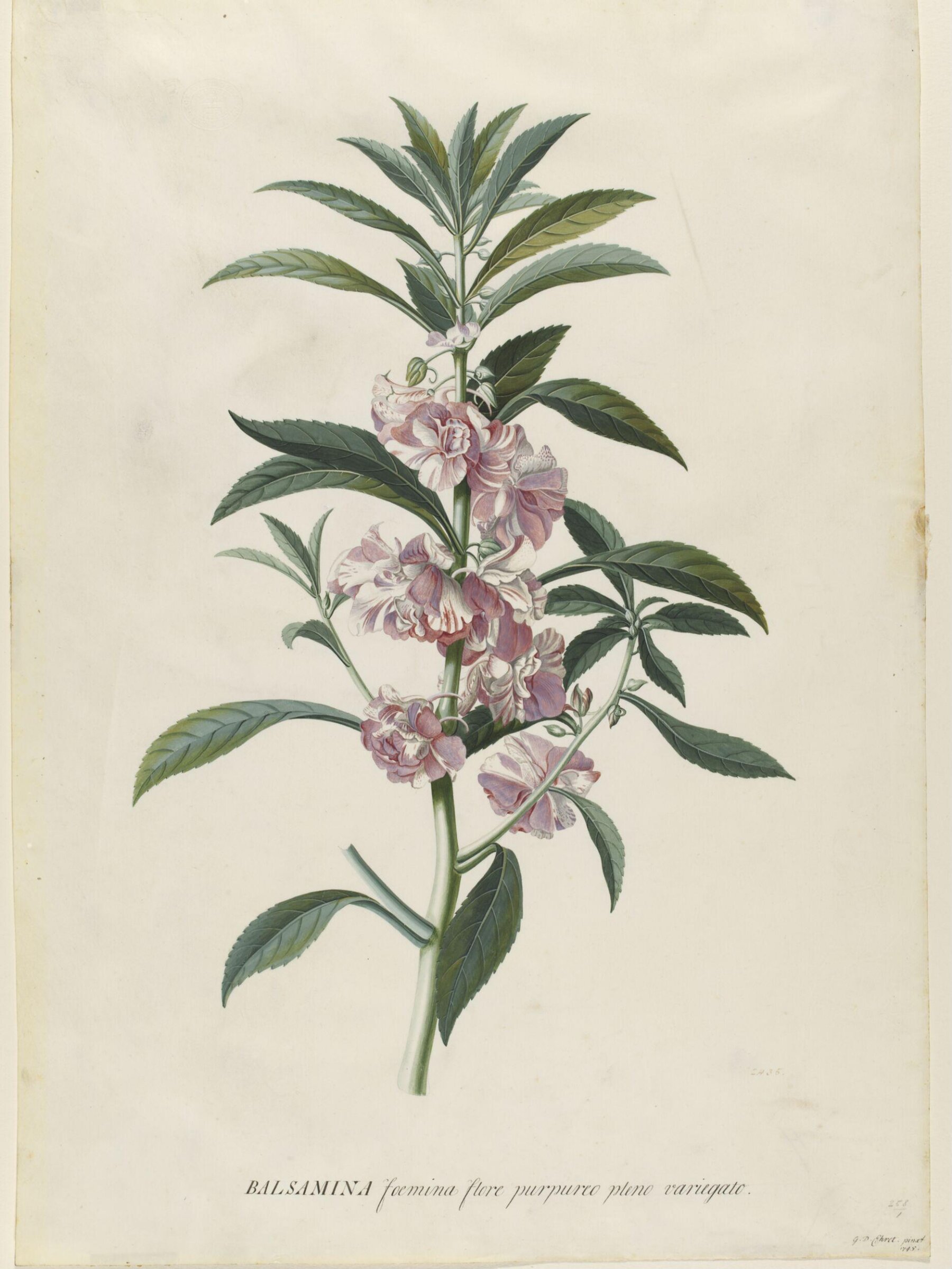 Drawing, Georg Dionysus Ehret, 1745