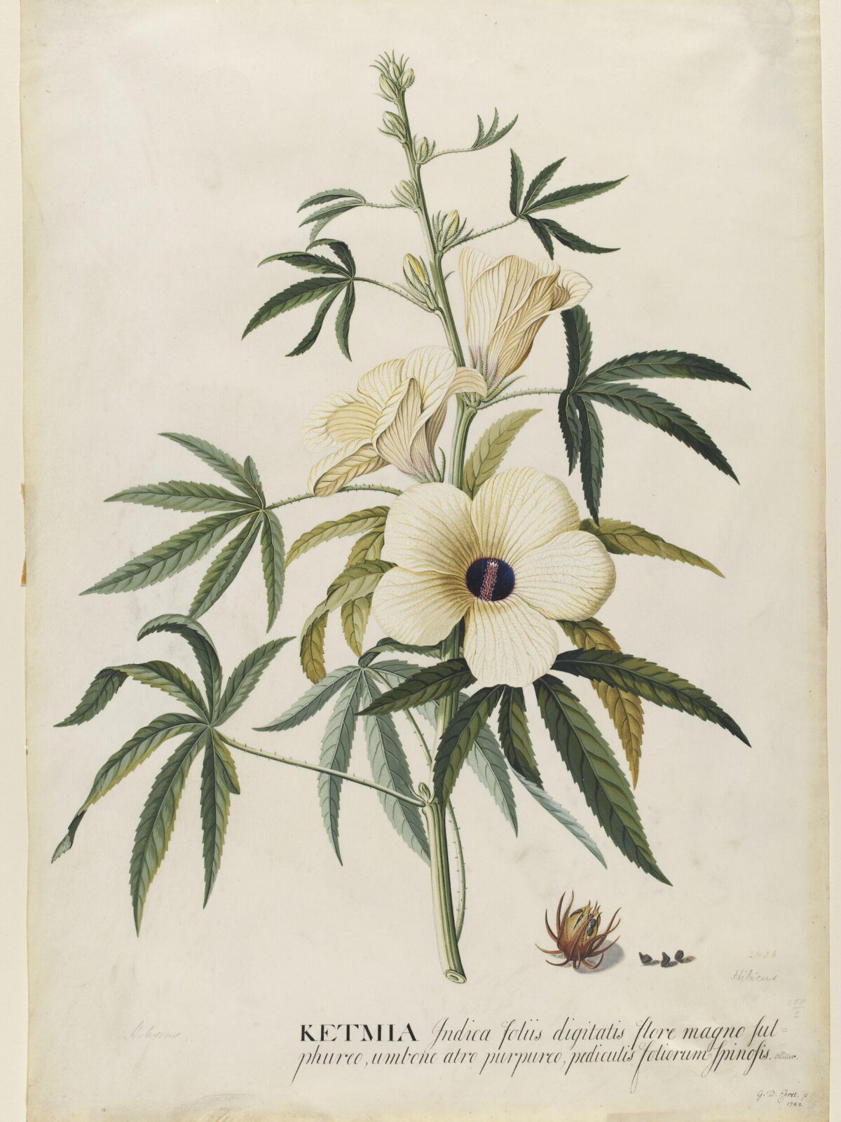 Drawing, Georg Dionysus Ehret, 1742