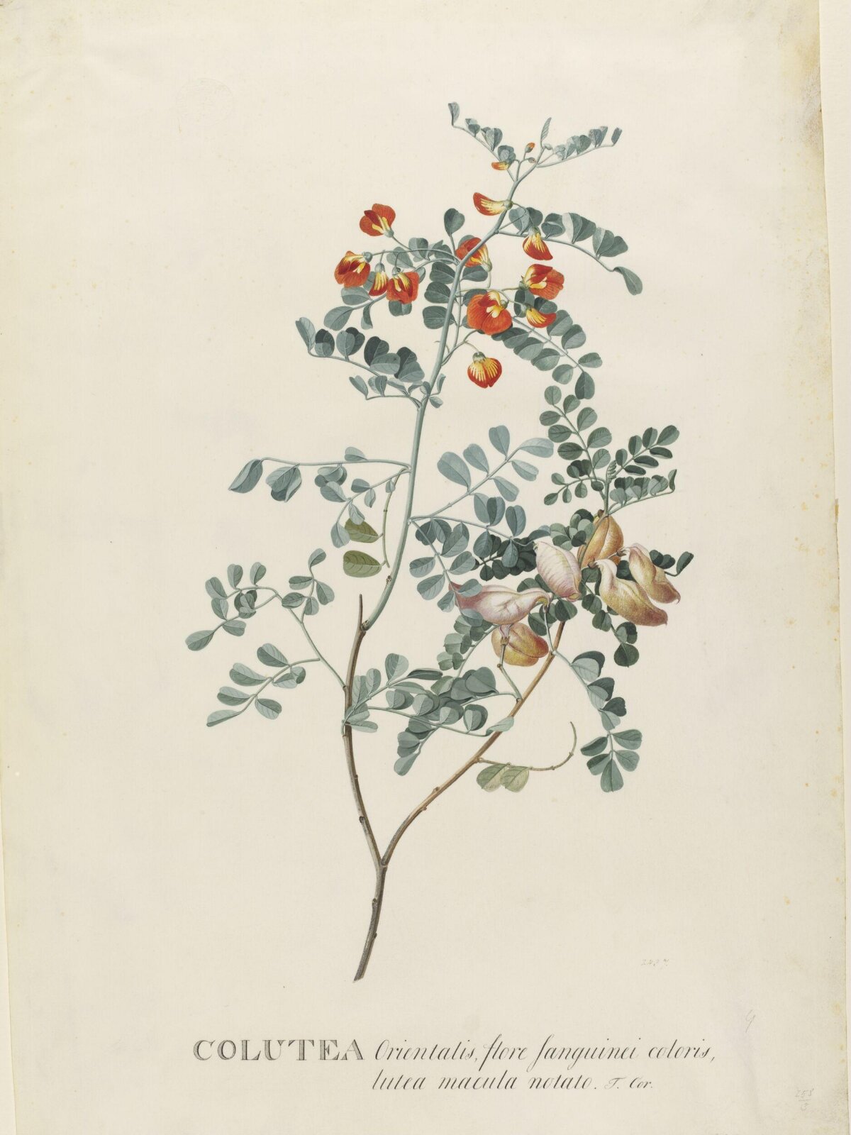 Drawing, Georg Dionysus Ehret, 1710-1770