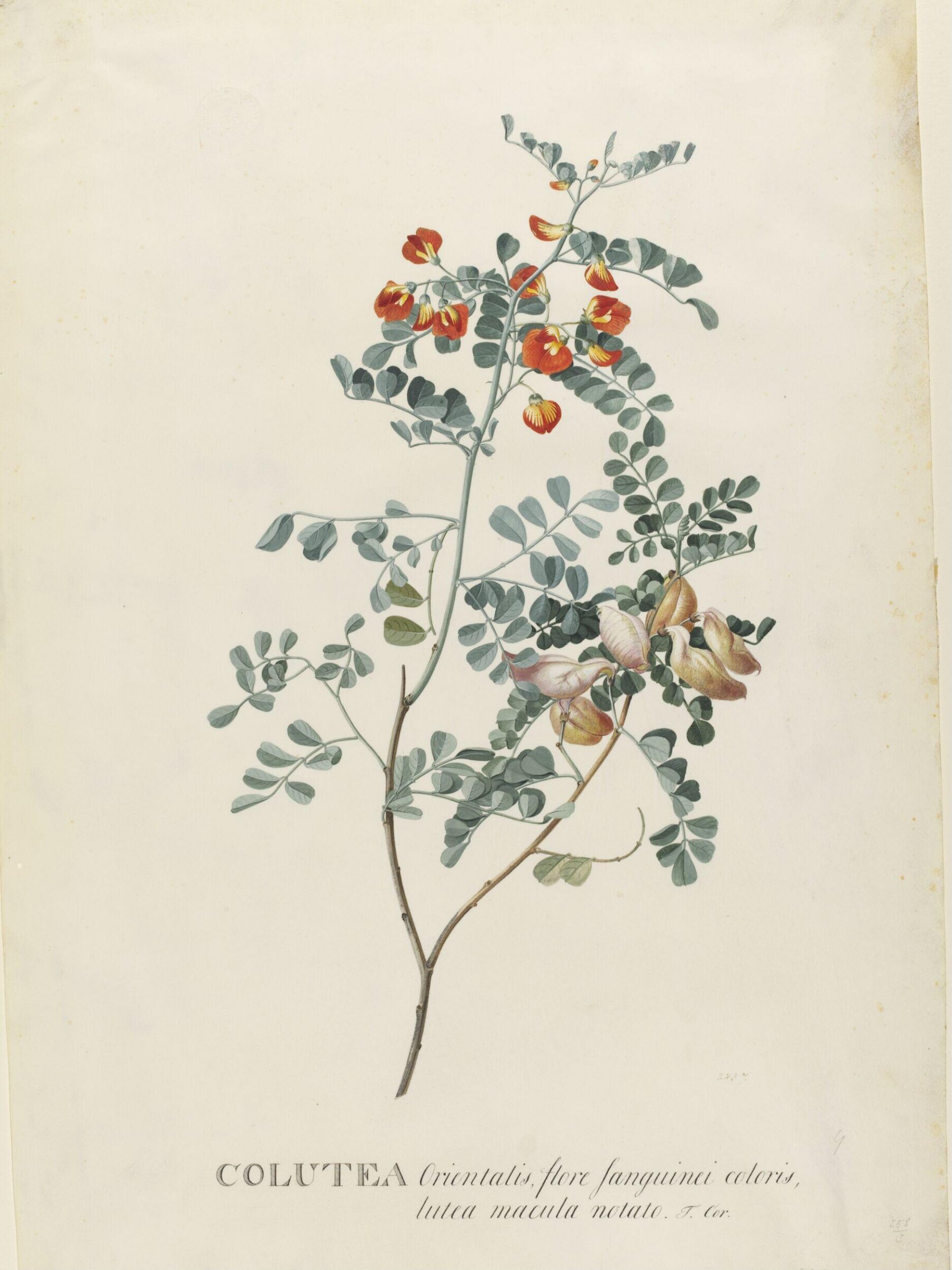 Drawing, Georg Dionysus Ehret, 1710-1770