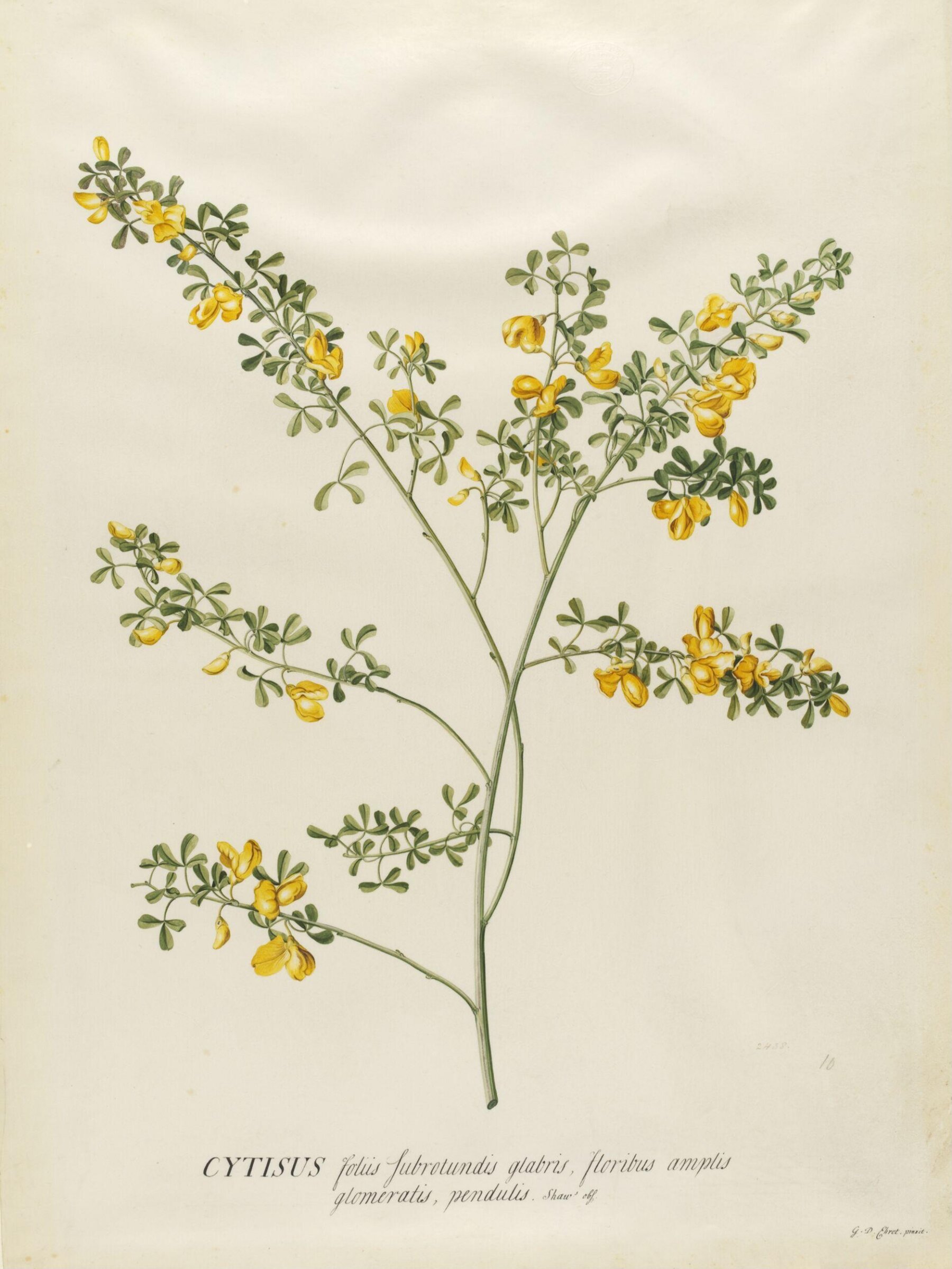 Drawing, Georg Dionysus Ehret, 1710-1770