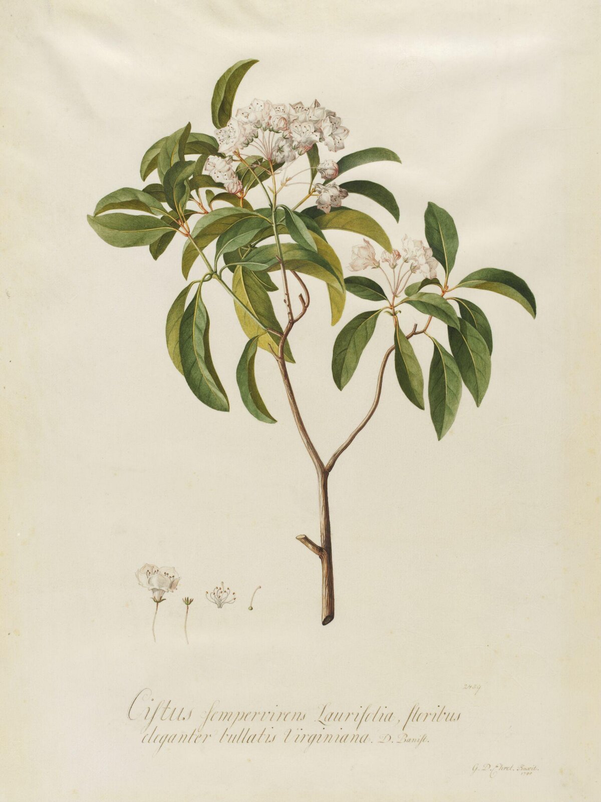 Drawing, Georg Dionysus Ehret, 1740