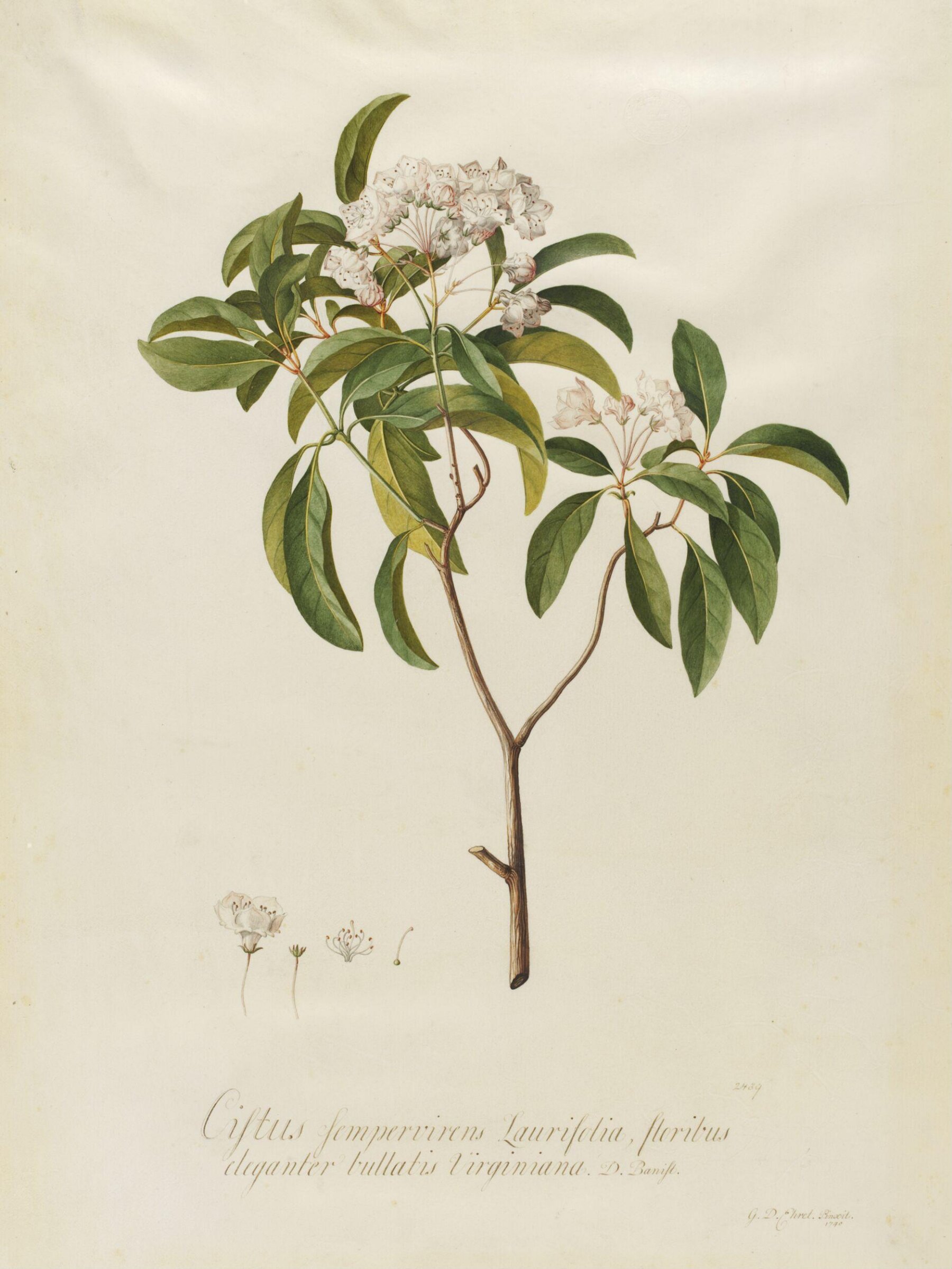 Drawing, Georg Dionysus Ehret, 1740