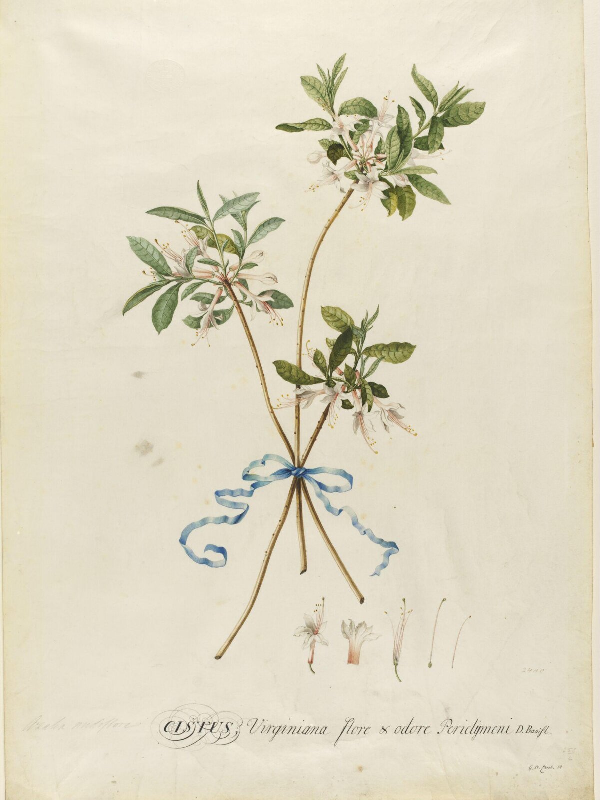 Drawing, Georg Dionysus Ehret, 1710-1770