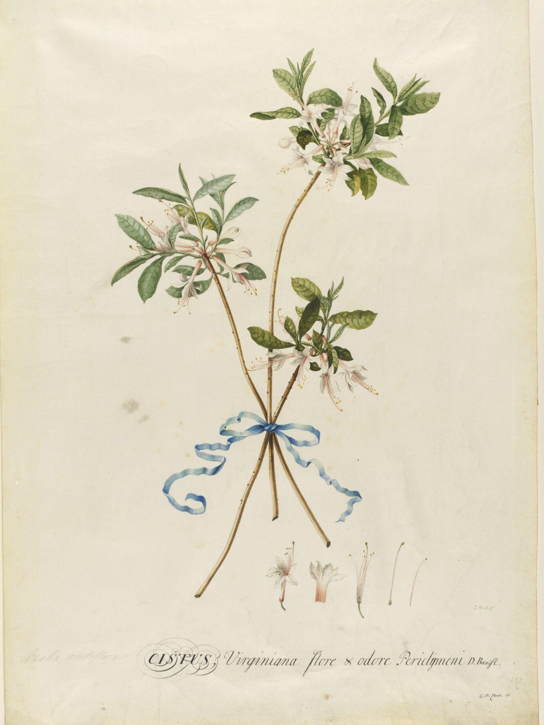 Drawing, Georg Dionysus Ehret, 1710-1770