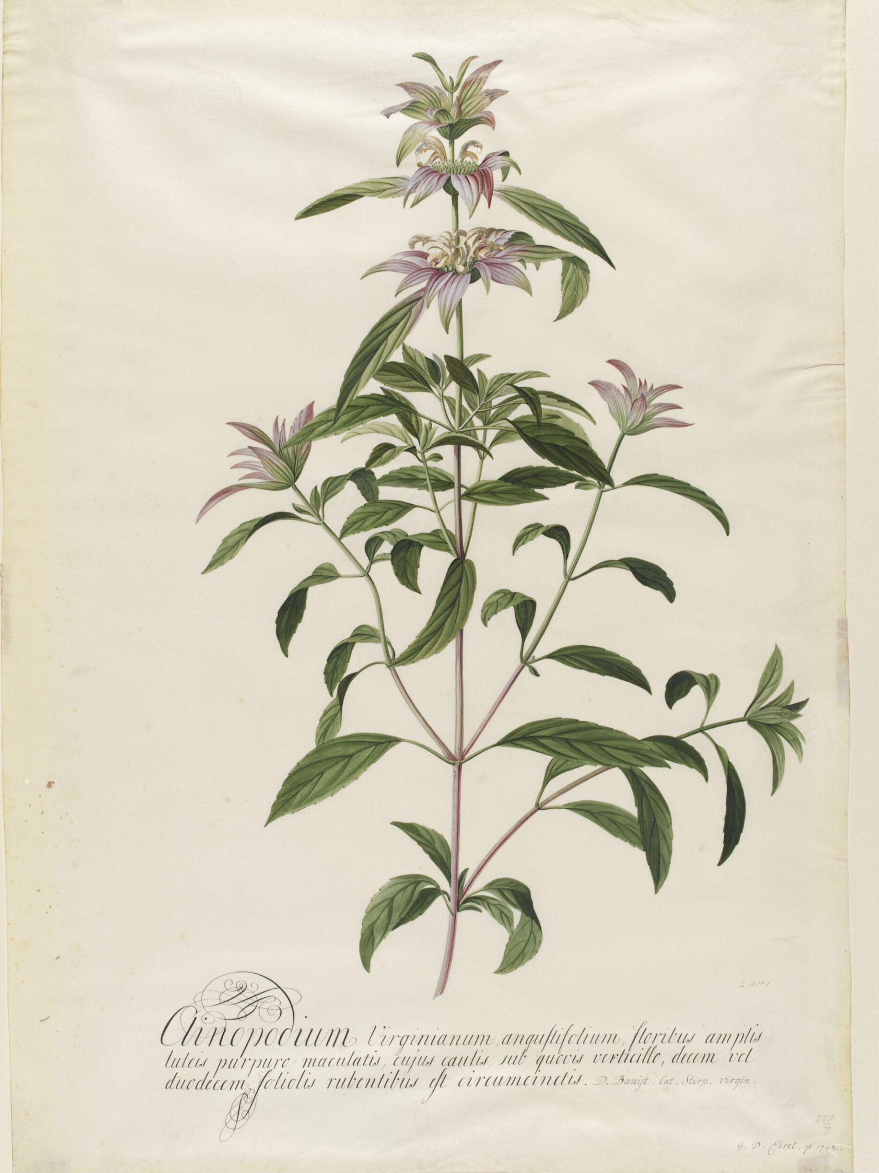 Drawing, Georg Dionysus Ehret, 1742