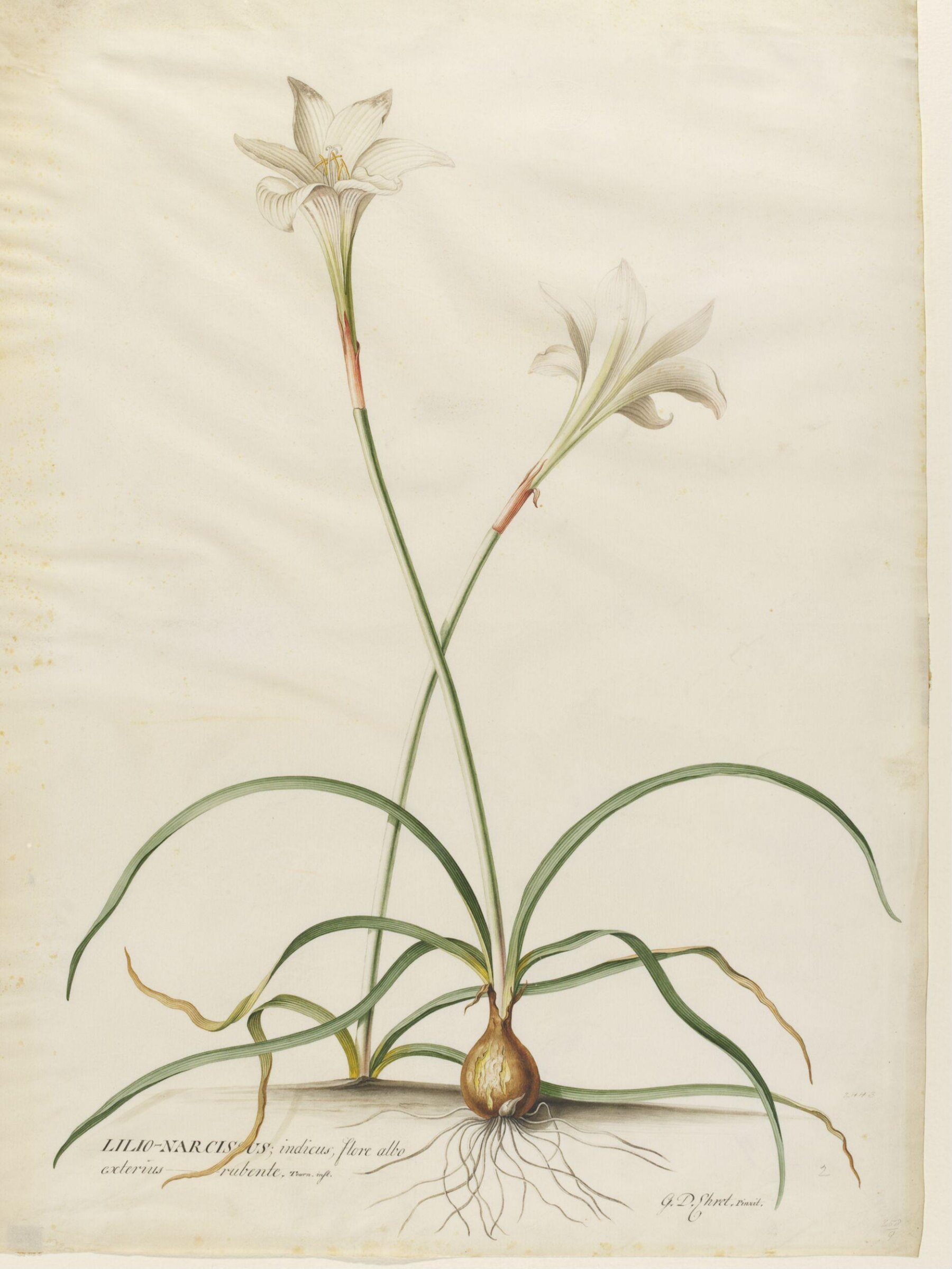 Drawing, Georg Dionysus Ehret, 1710-1770