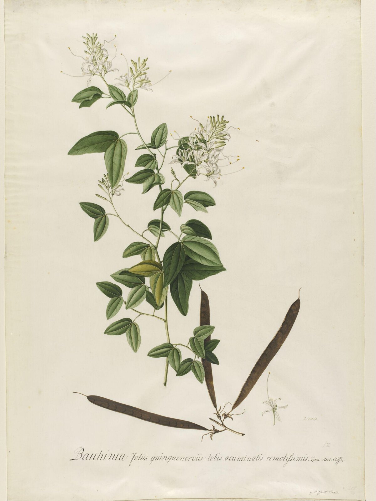 Drawing, Georg Dionysus Ehret, 1710-1770