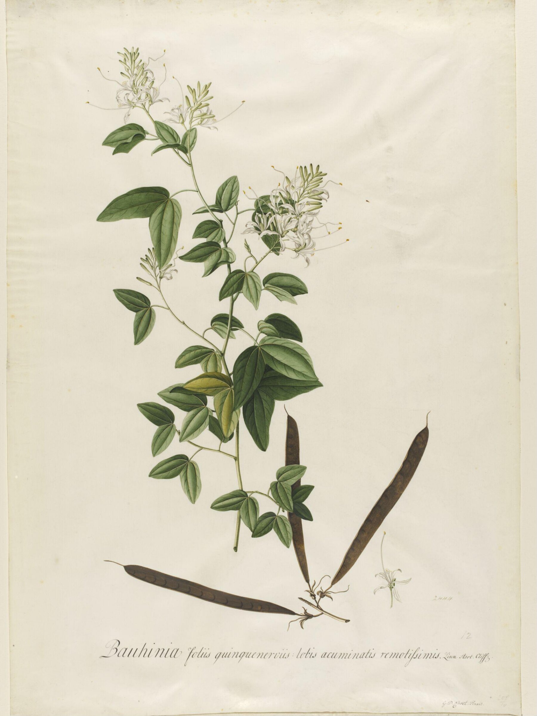 Drawing, Georg Dionysus Ehret, 1710-1770