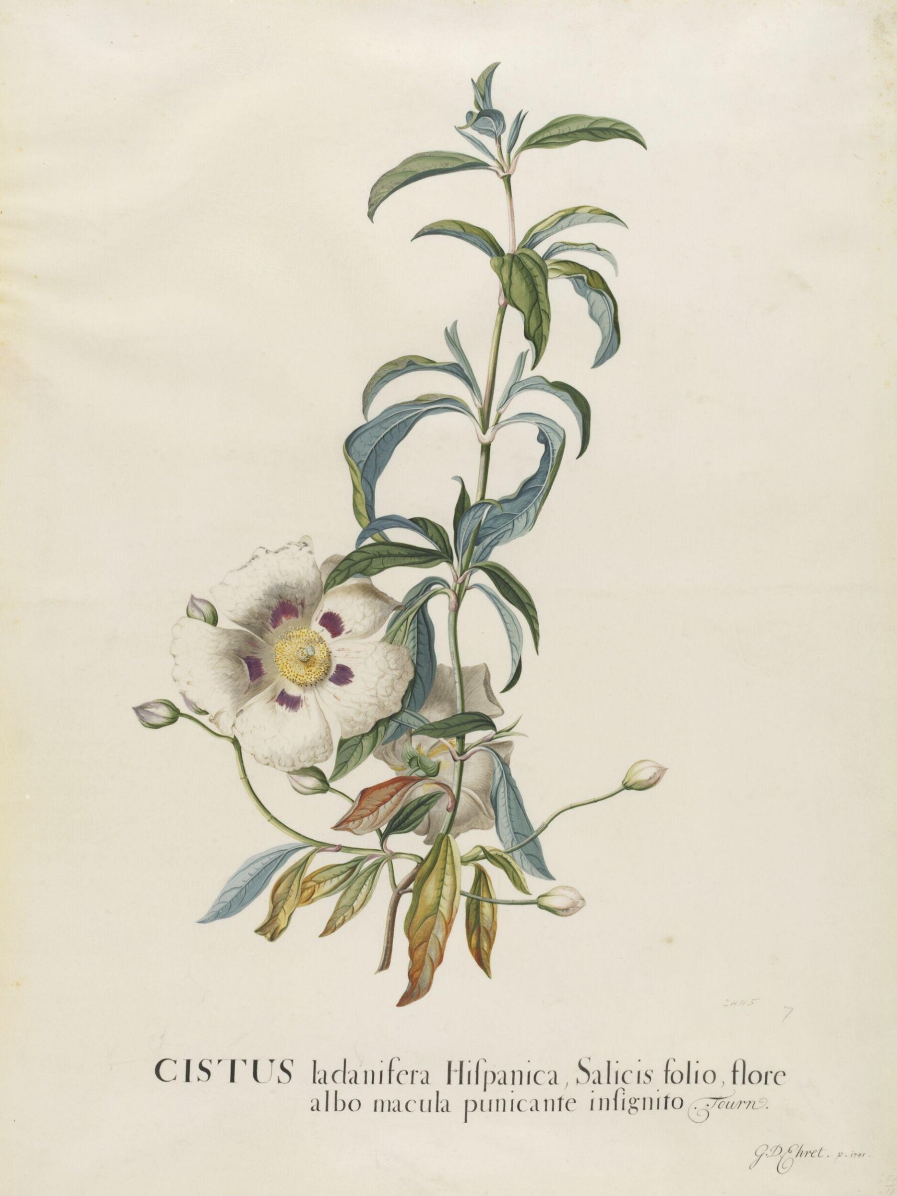 Cistus Ladinafera Hispanica, Georg Dionysus Ehret, 1741