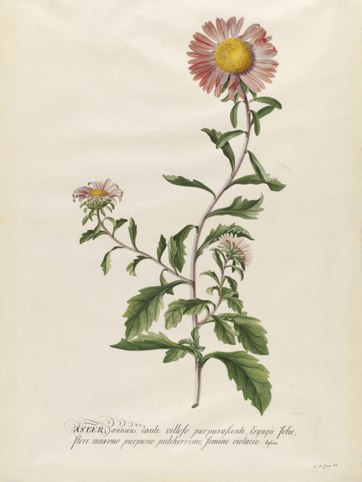 Drawing, Georg Dionysus Ehret, 1710-1770