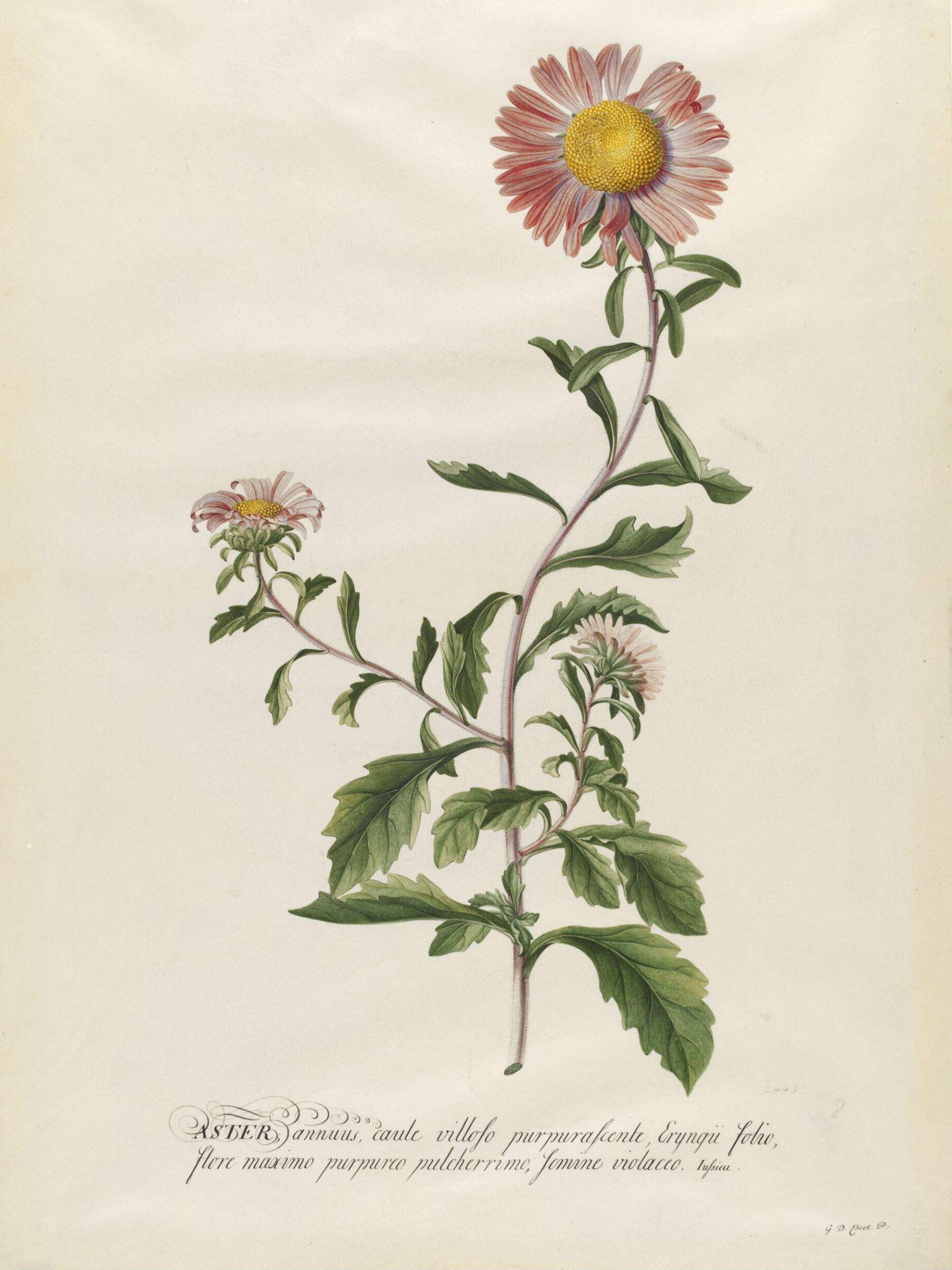 Drawing, Georg Dionysus Ehret, 1710-1770
