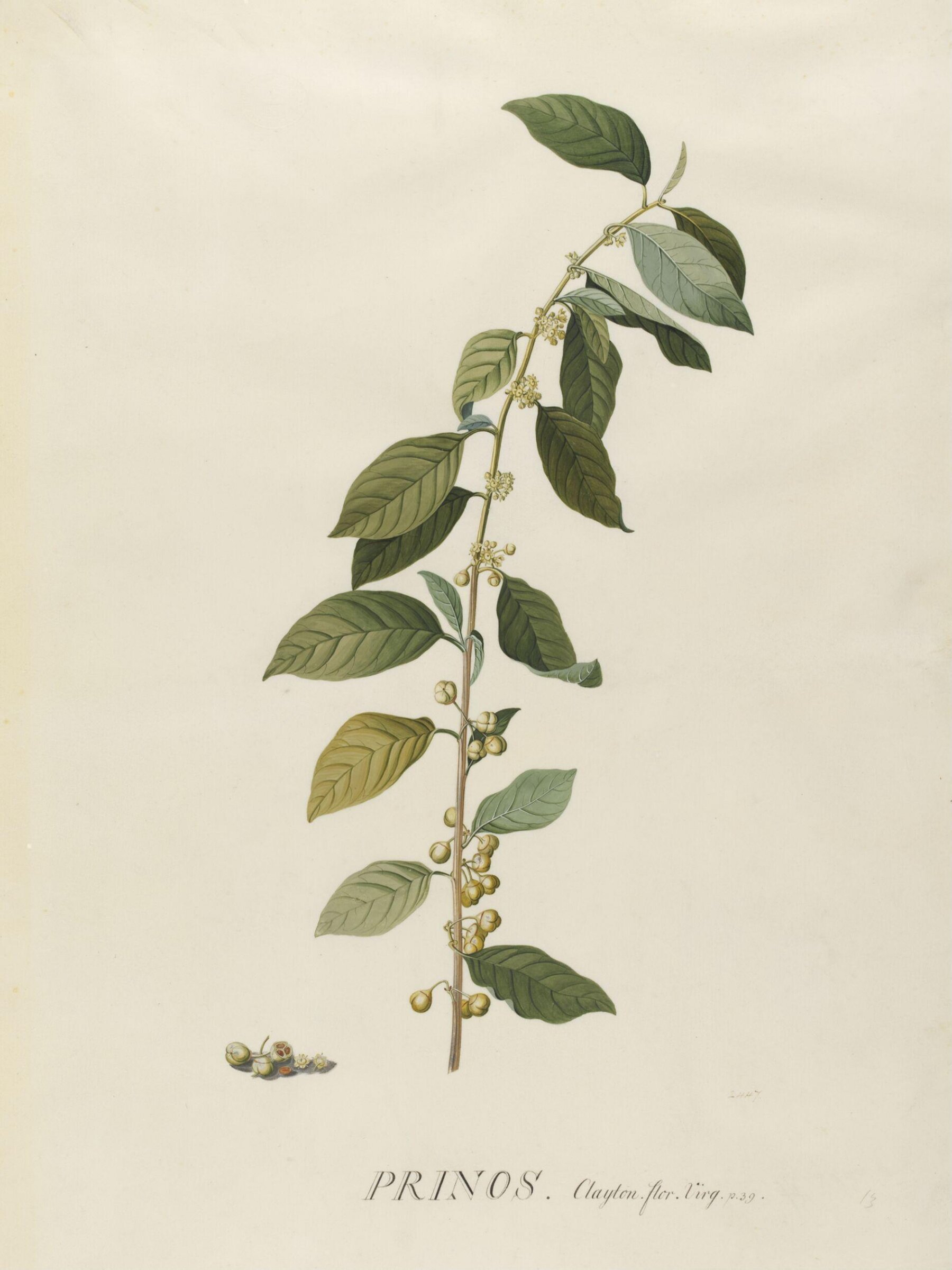 Prinos, Georg Dionysus Ehret, 1741