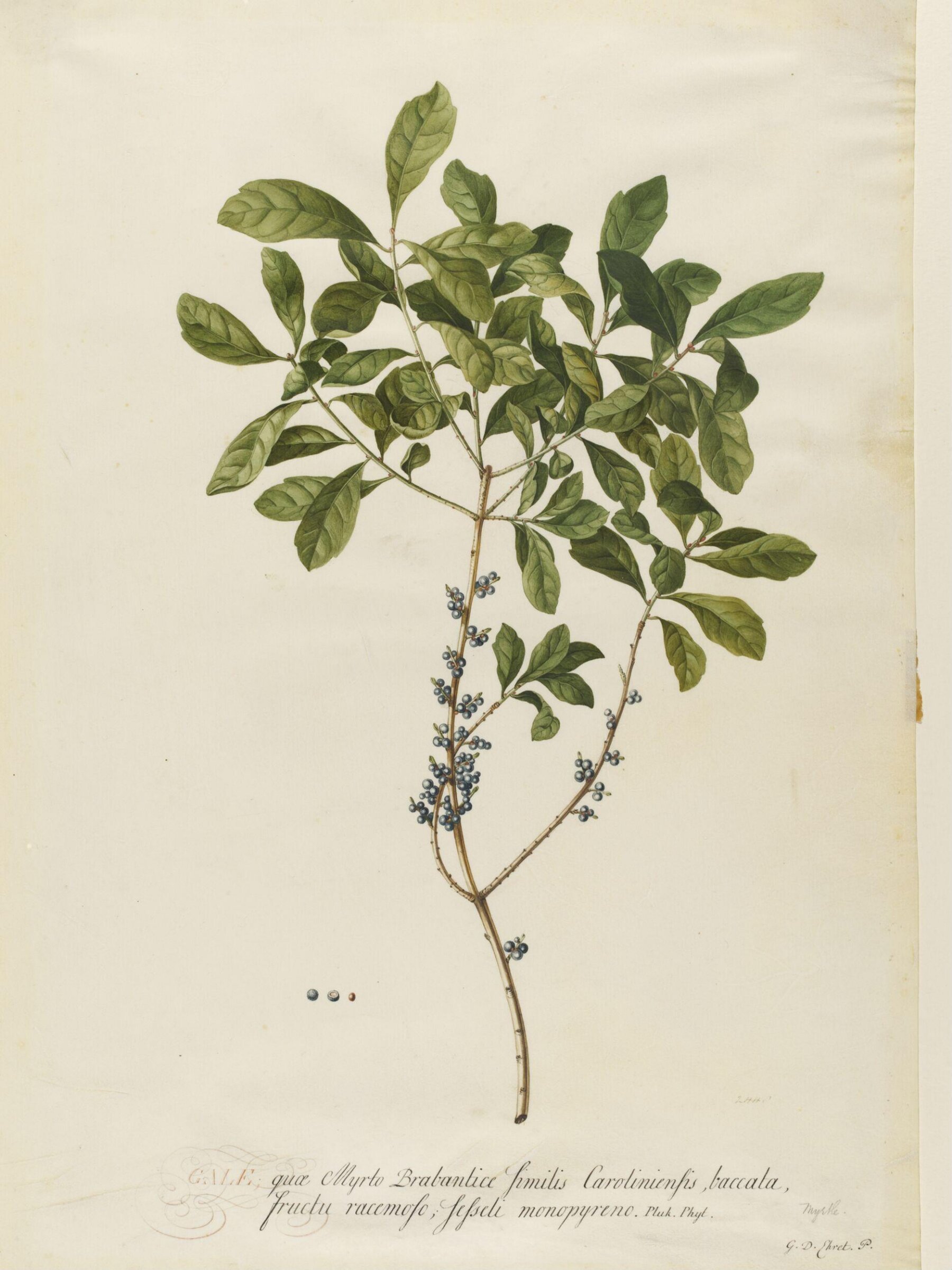 Drawing, Georg Dionysus Ehret, 1710-1770