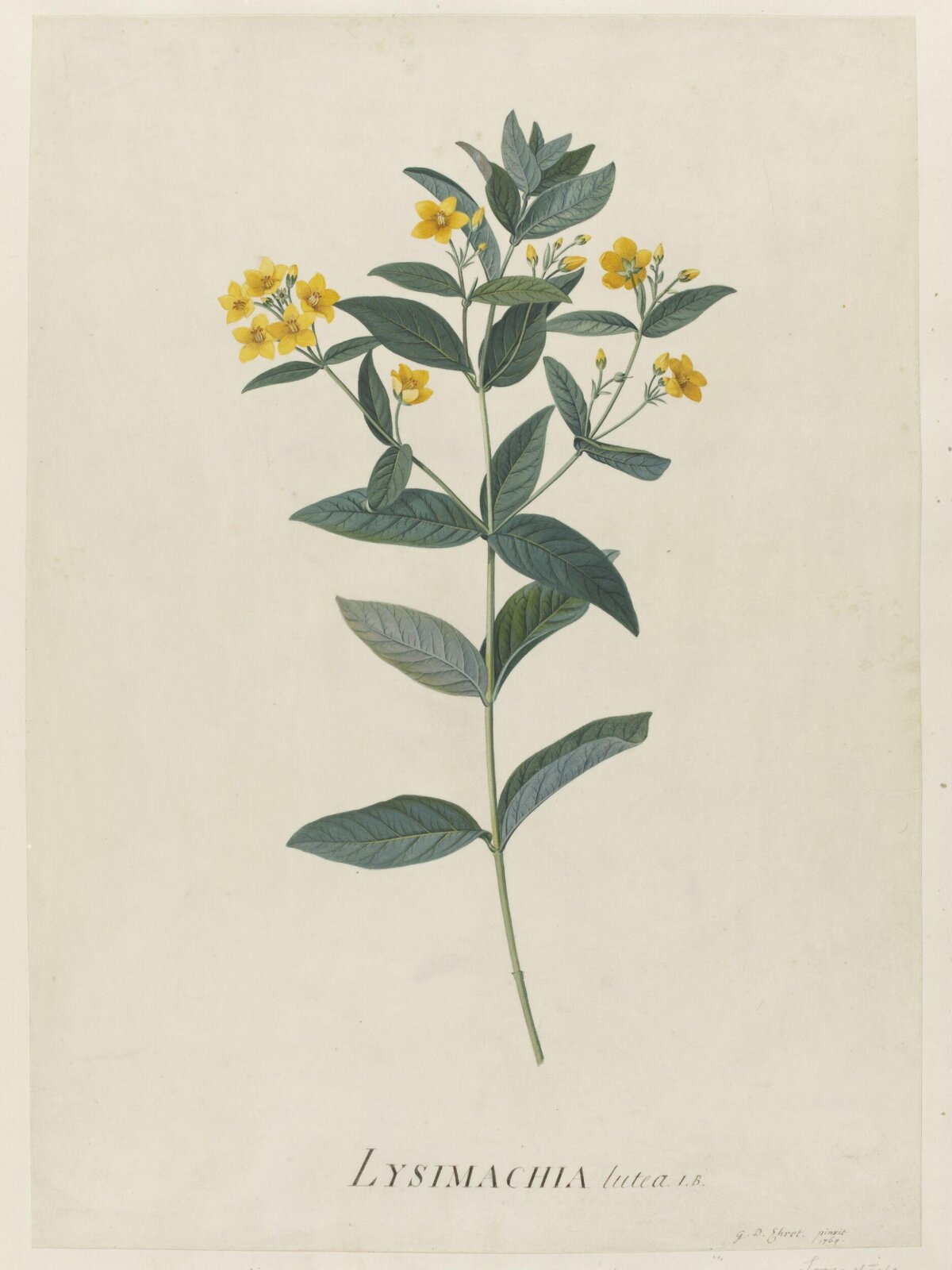 Drawing, Georg Dionysus Ehret, 1764