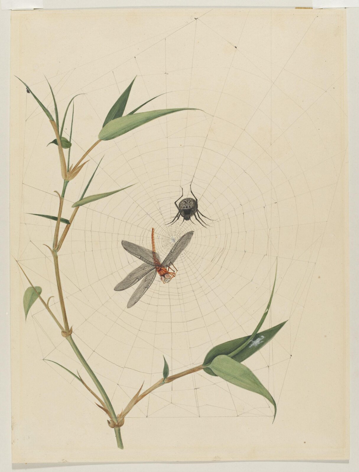 Drawing, Georg Dionysus Ehret, 18th century