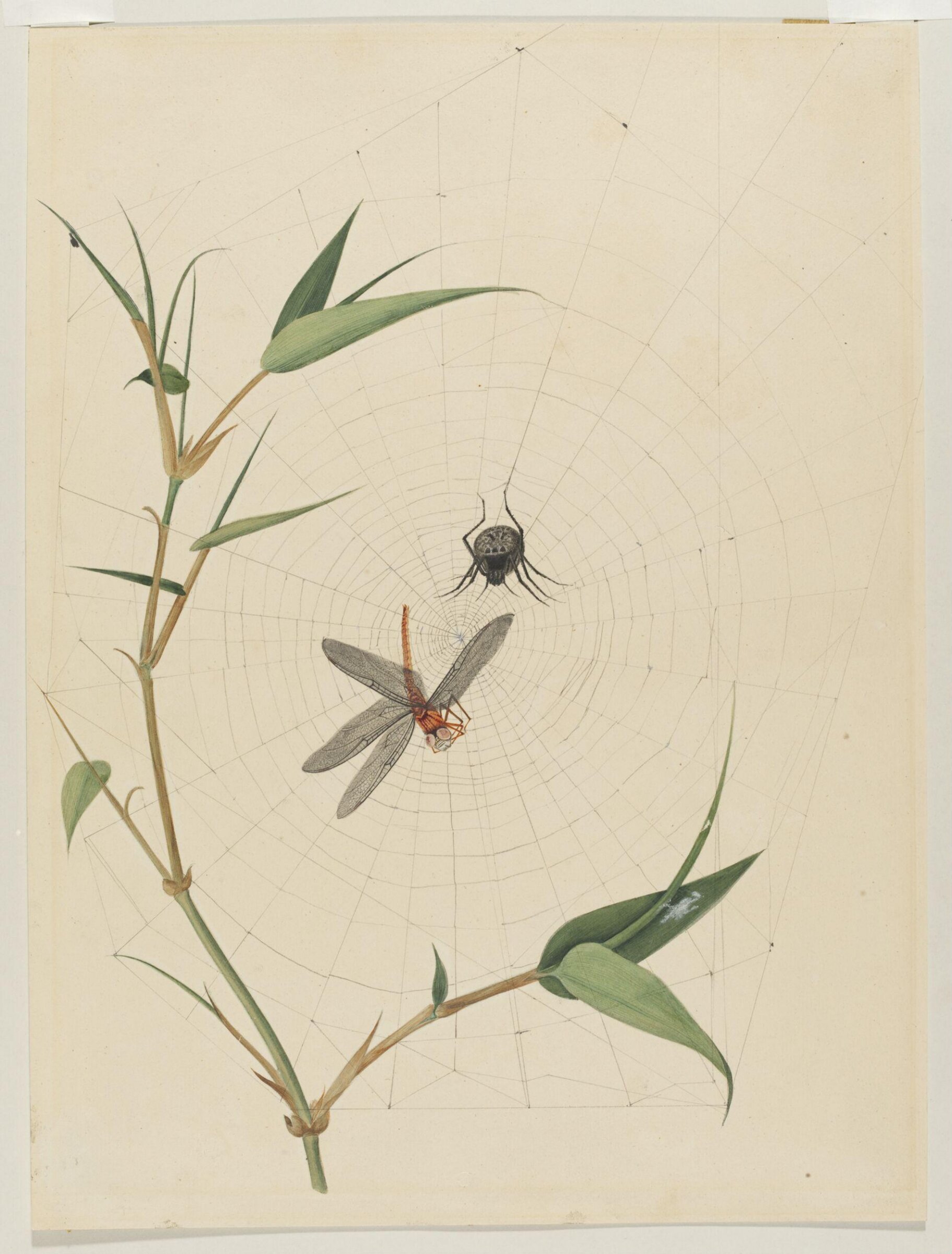 Drawing, Georg Dionysus Ehret, 18th century