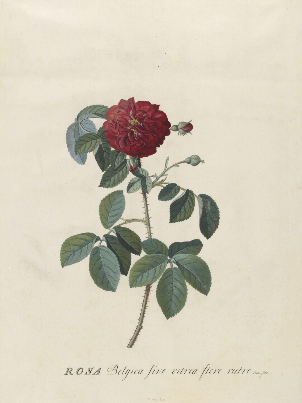 Drawing, Georg Dionysus Ehret, 1743-7