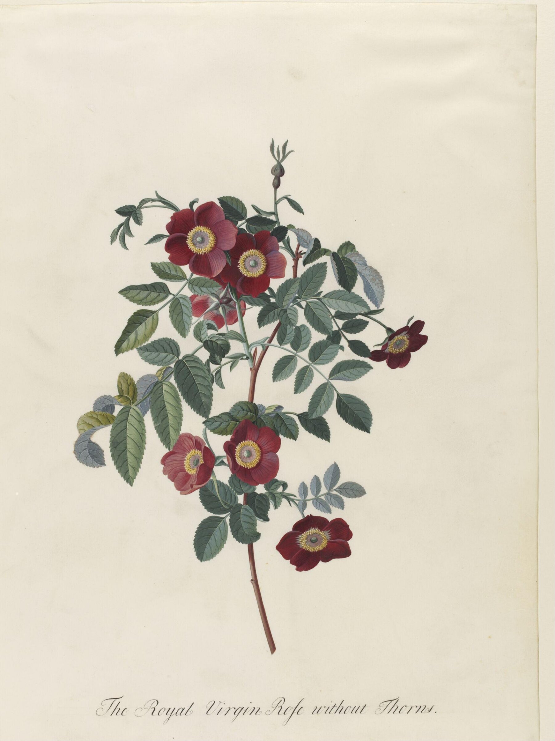 The Royal Virgin Rose without Thorns, Georg Dionysus Ehret, 1743-7