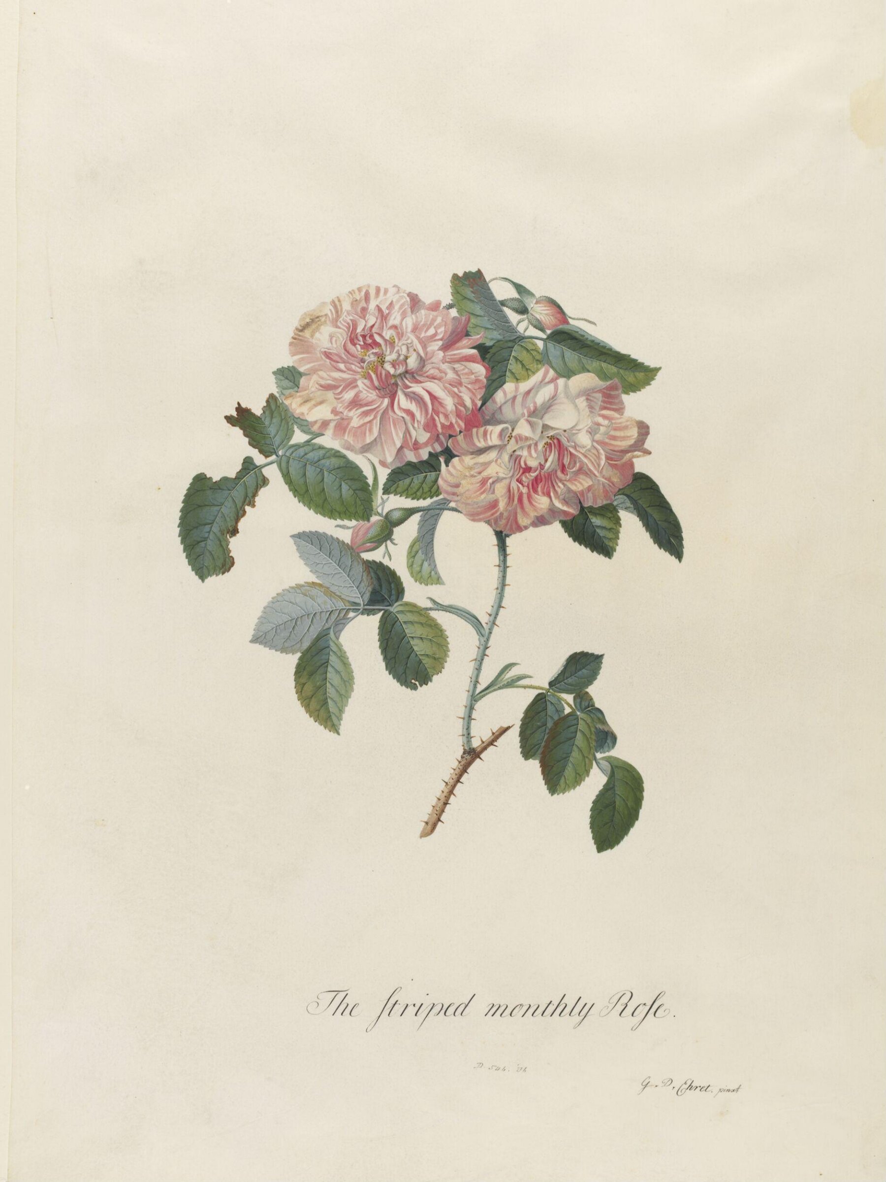 The Striped Monthly Rose, Georg Dionysus Ehret, 1743-7