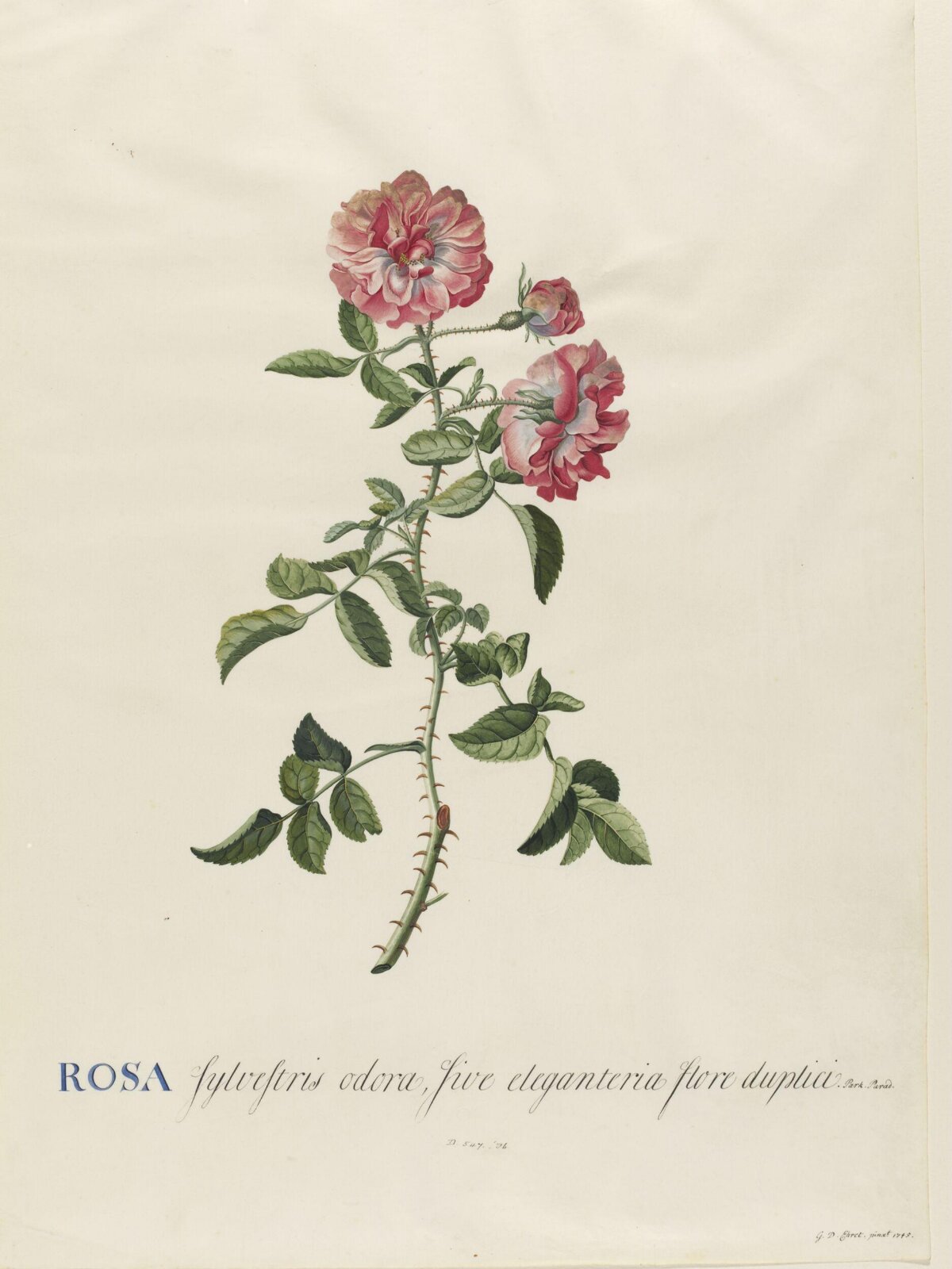 Drawing, Georg Dionysus Ehret, 1745