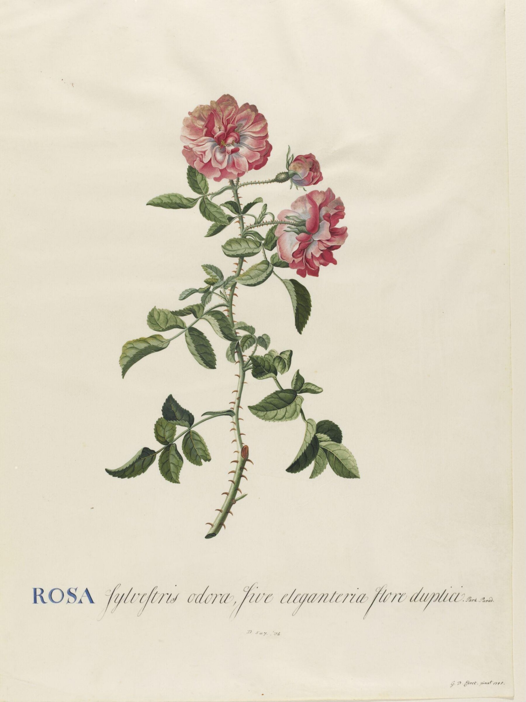 Drawing, Georg Dionysus Ehret, 1745