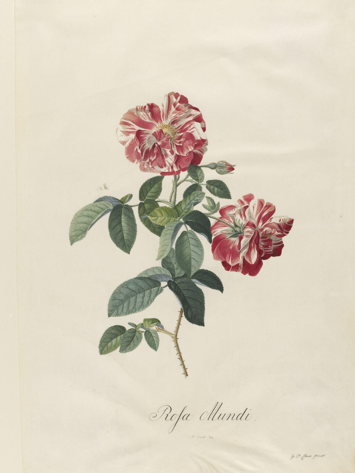 Drawing, Georg Dionysus Ehret, 1743-7