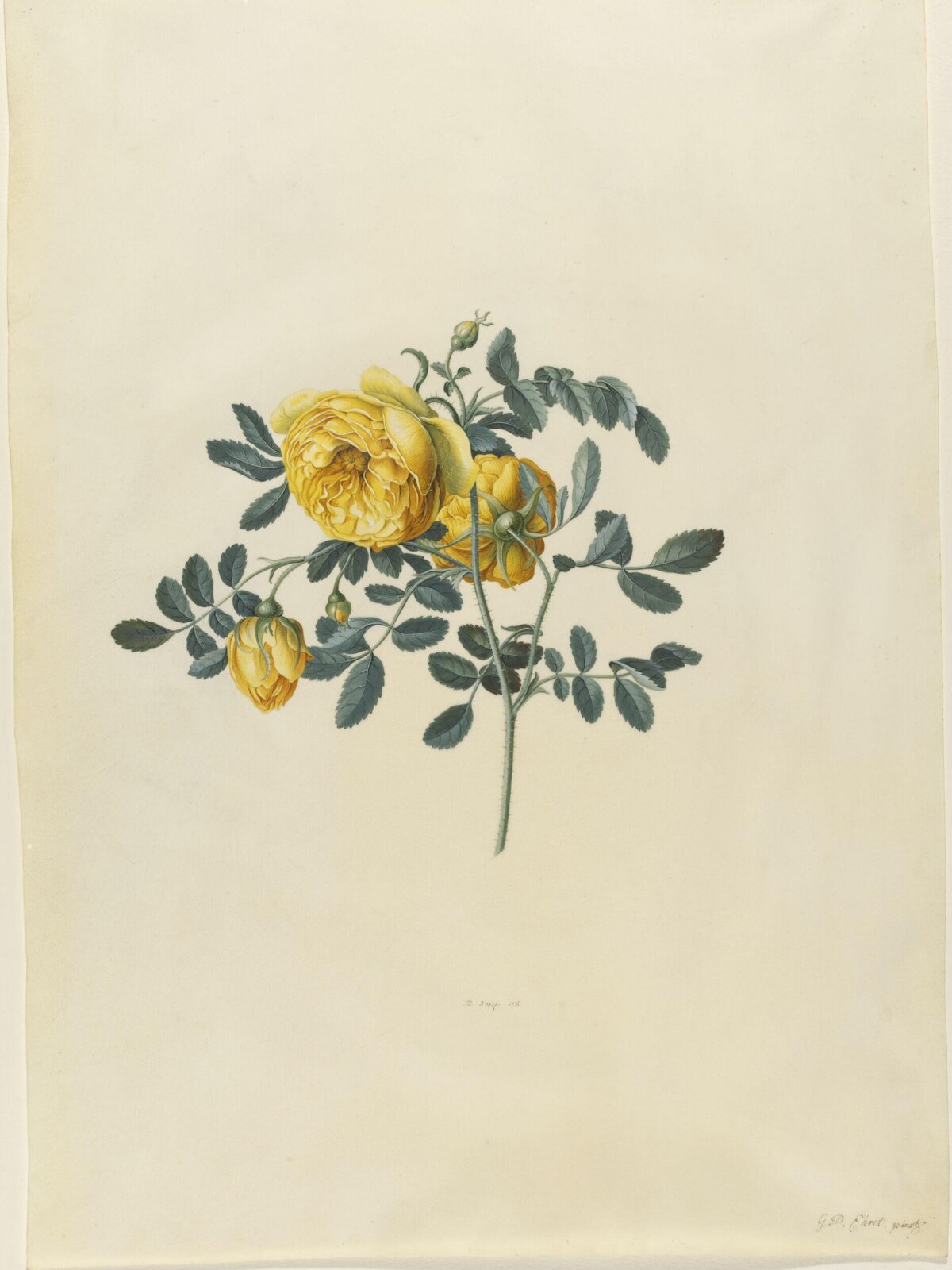 Drawing, Georg Dionysus Ehret, 1743-7