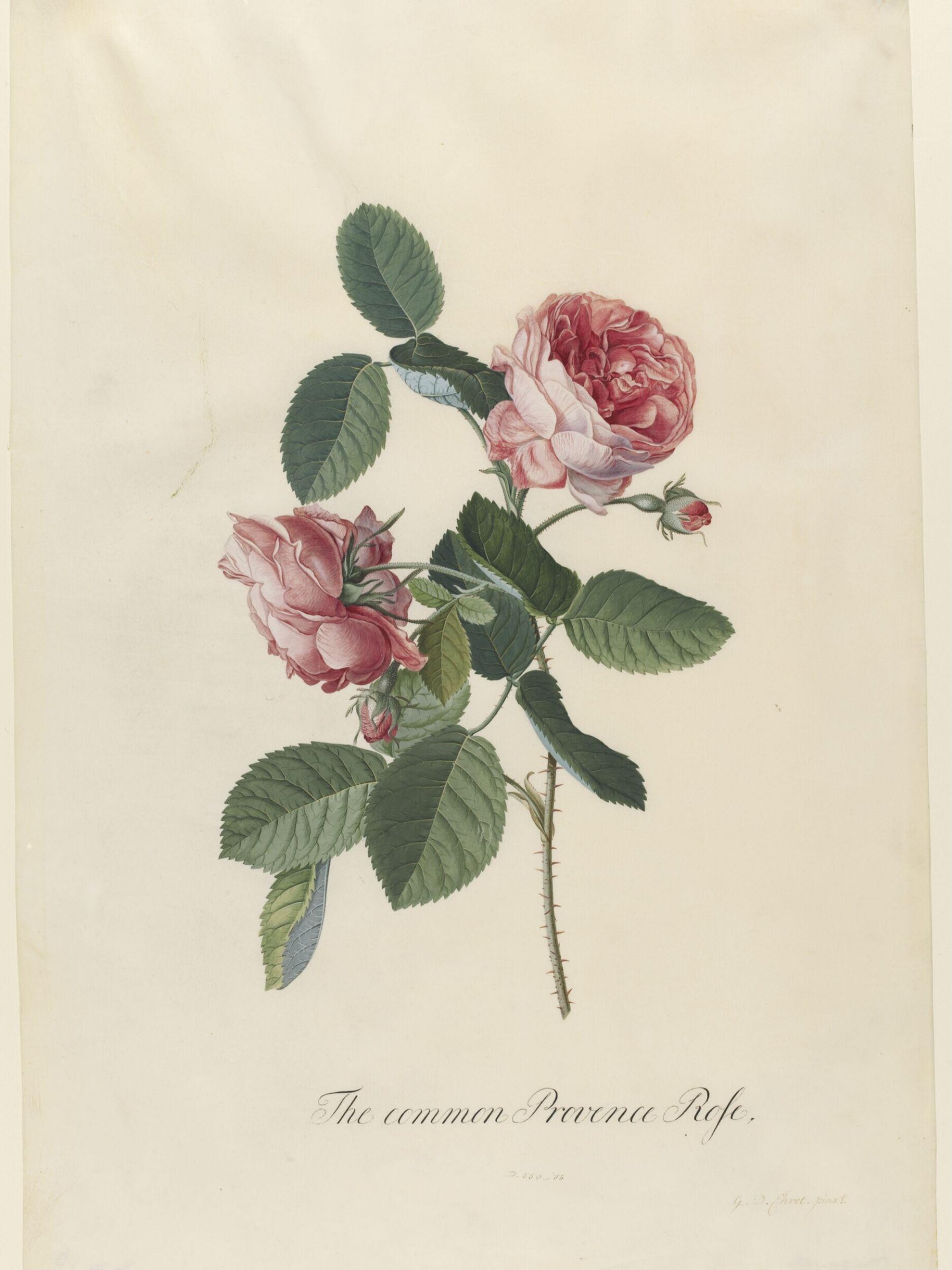 The Common Provence Rose, Georg Dionysus Ehret, 1743-7