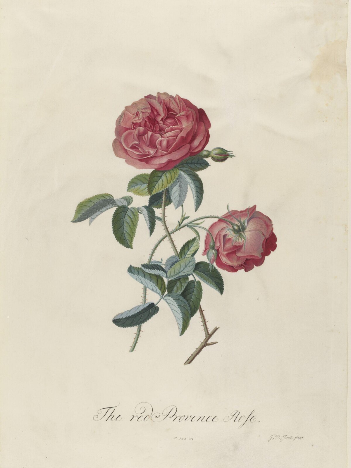 The red Provence Rose, Georg Dionysus Ehret, 1743-7