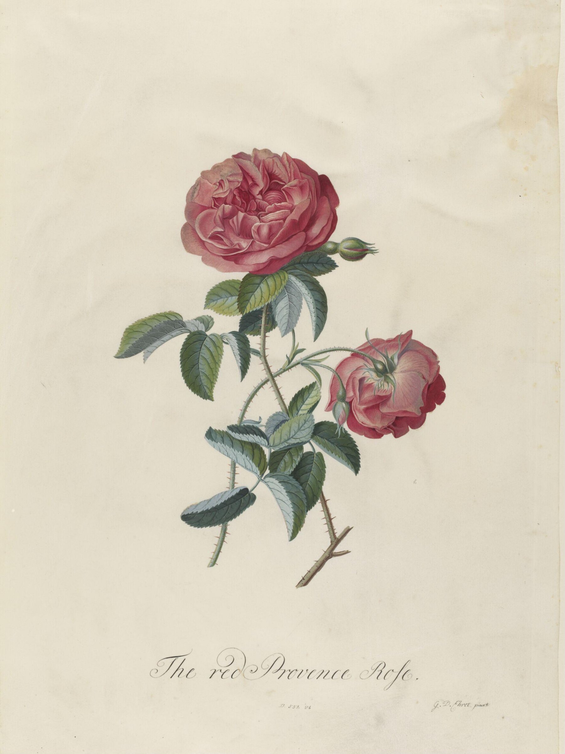 The red Provence Rose, Georg Dionysus Ehret, 1743-7
