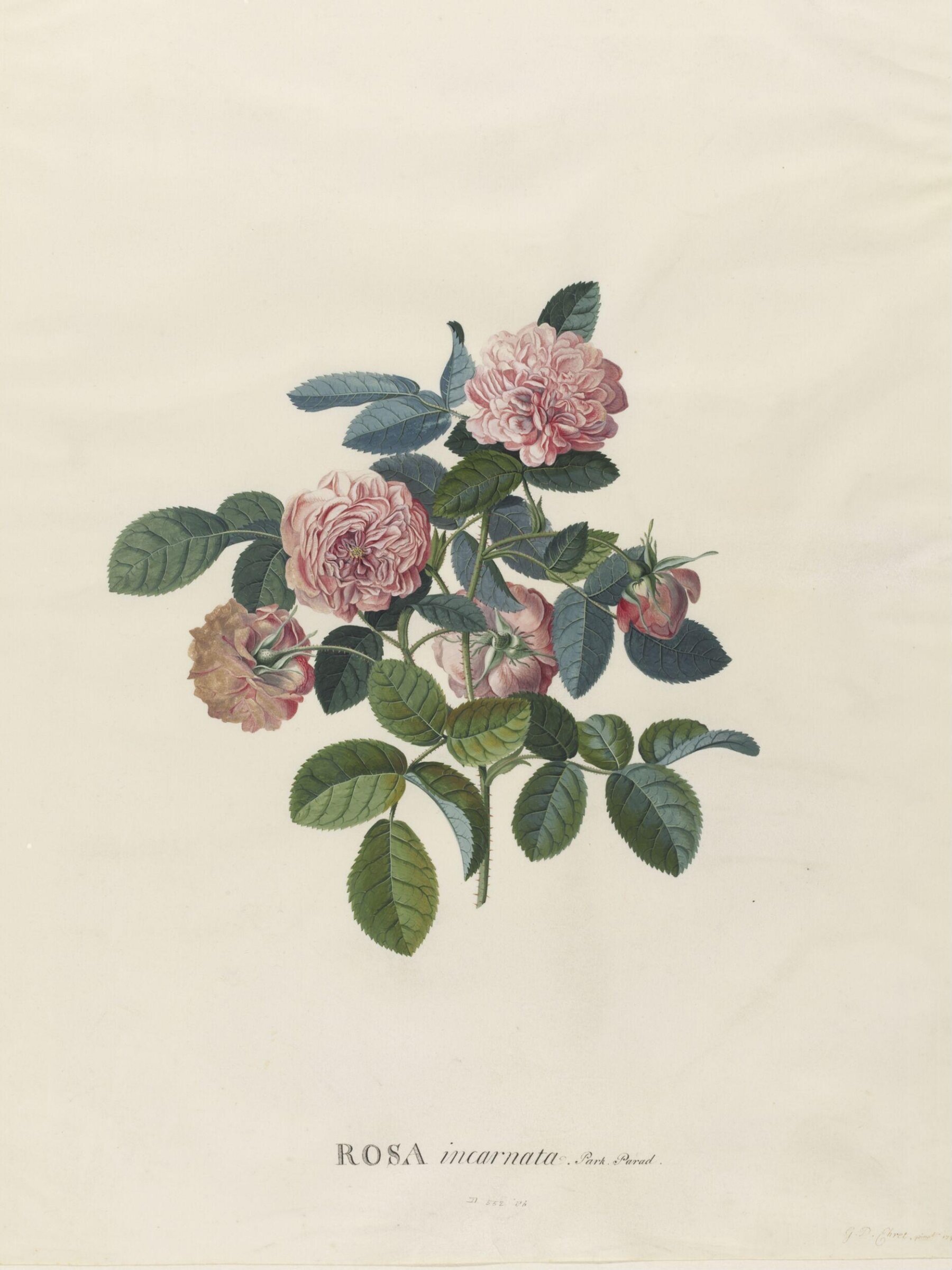 Rosa incarnata, Georg Dionysus Ehret, 1745