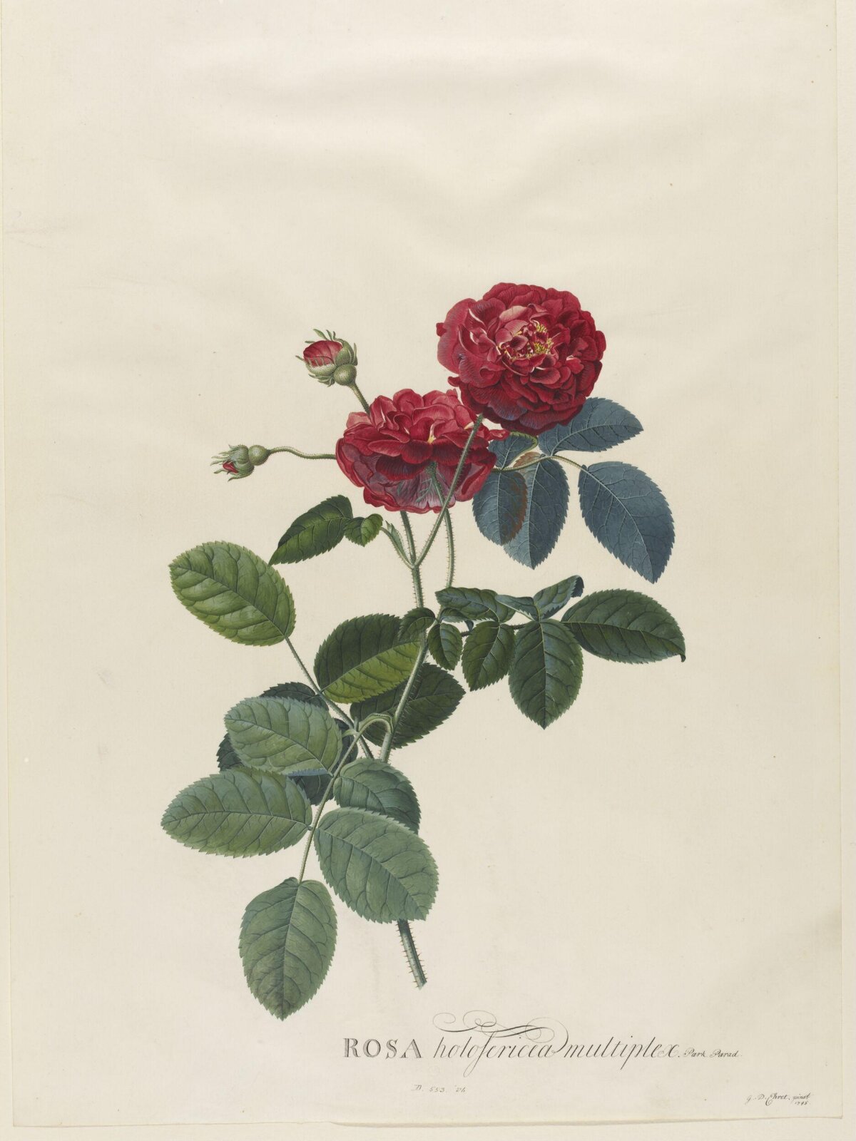 Rosa holosericea multiplex, Georg Dionysus Ehret, 1745