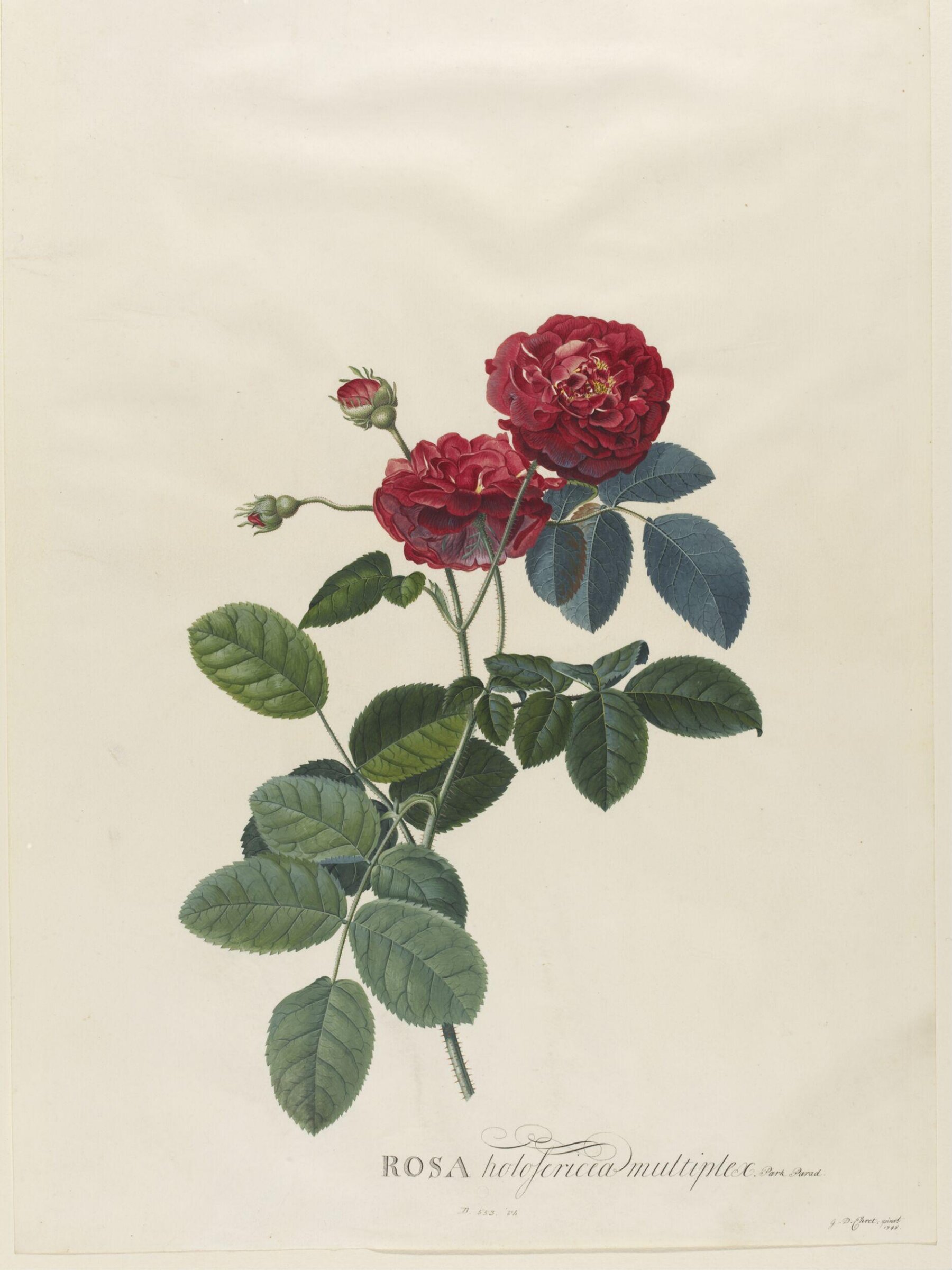 Rosa holosericea multiplex, Georg Dionysus Ehret, 1745