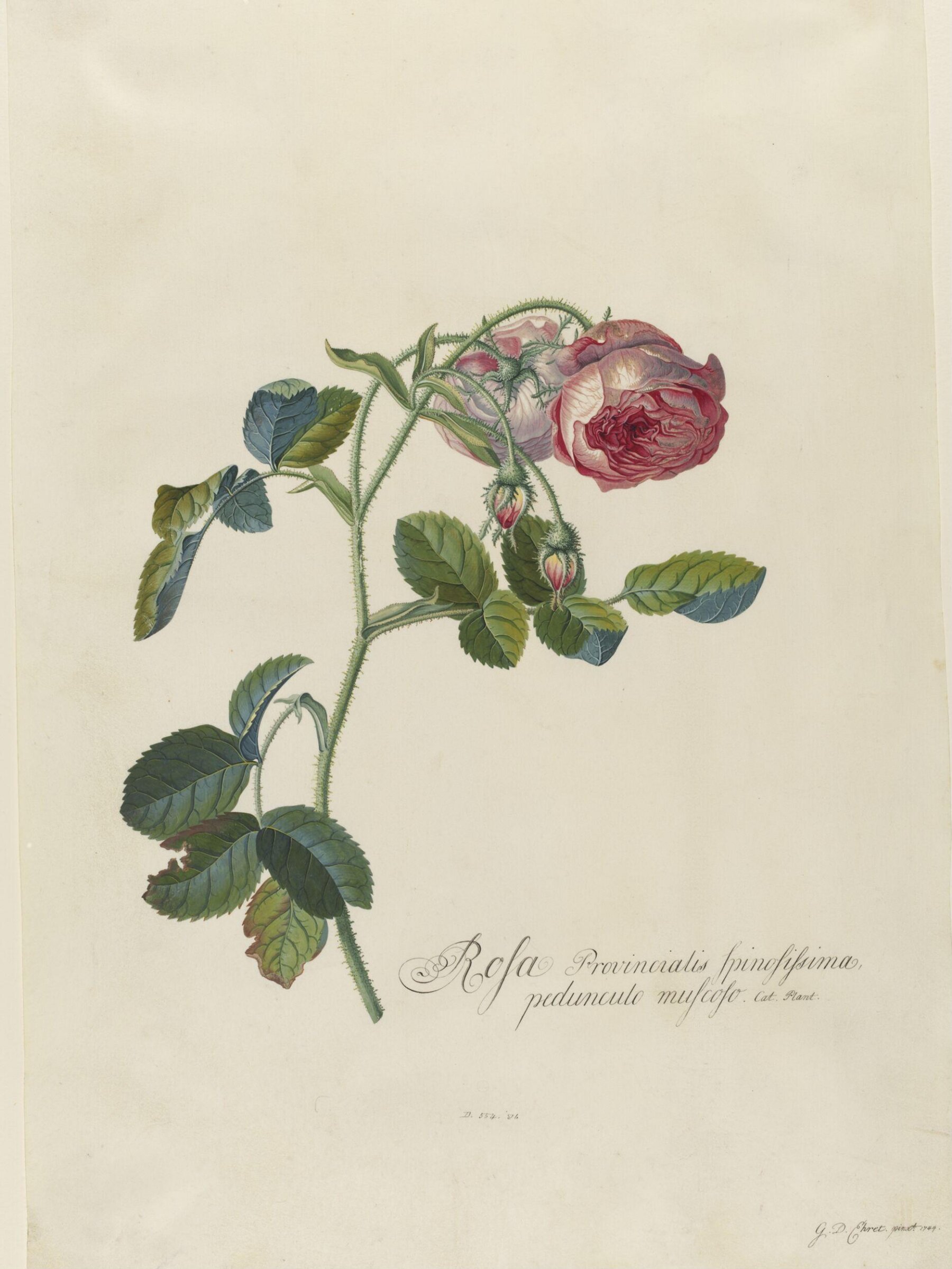 Drawing, Georg Dionysus Ehret, 1744