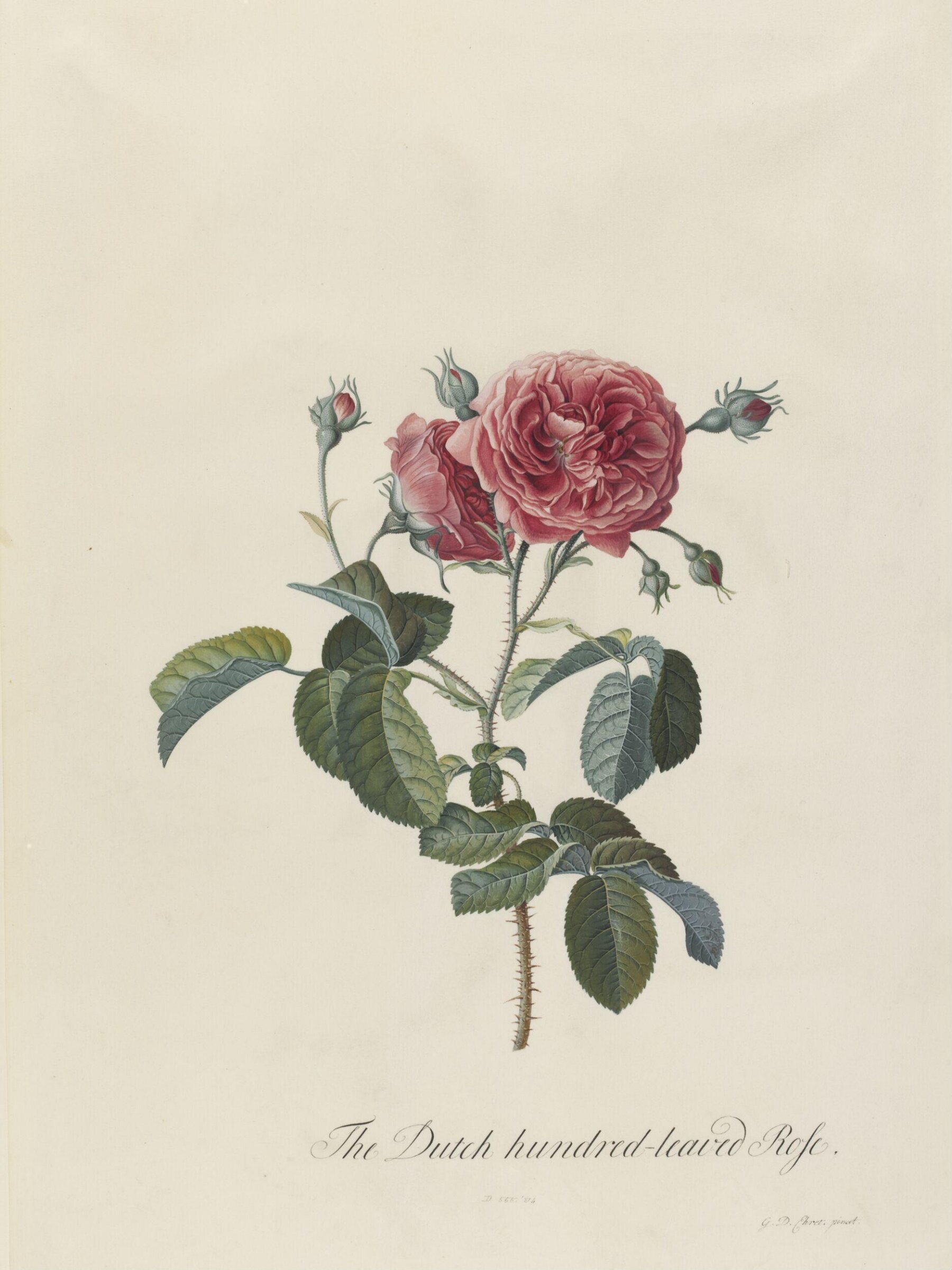 The Dutch hundred-leaved Rose, Georg Dionysus Ehret, 1743-7