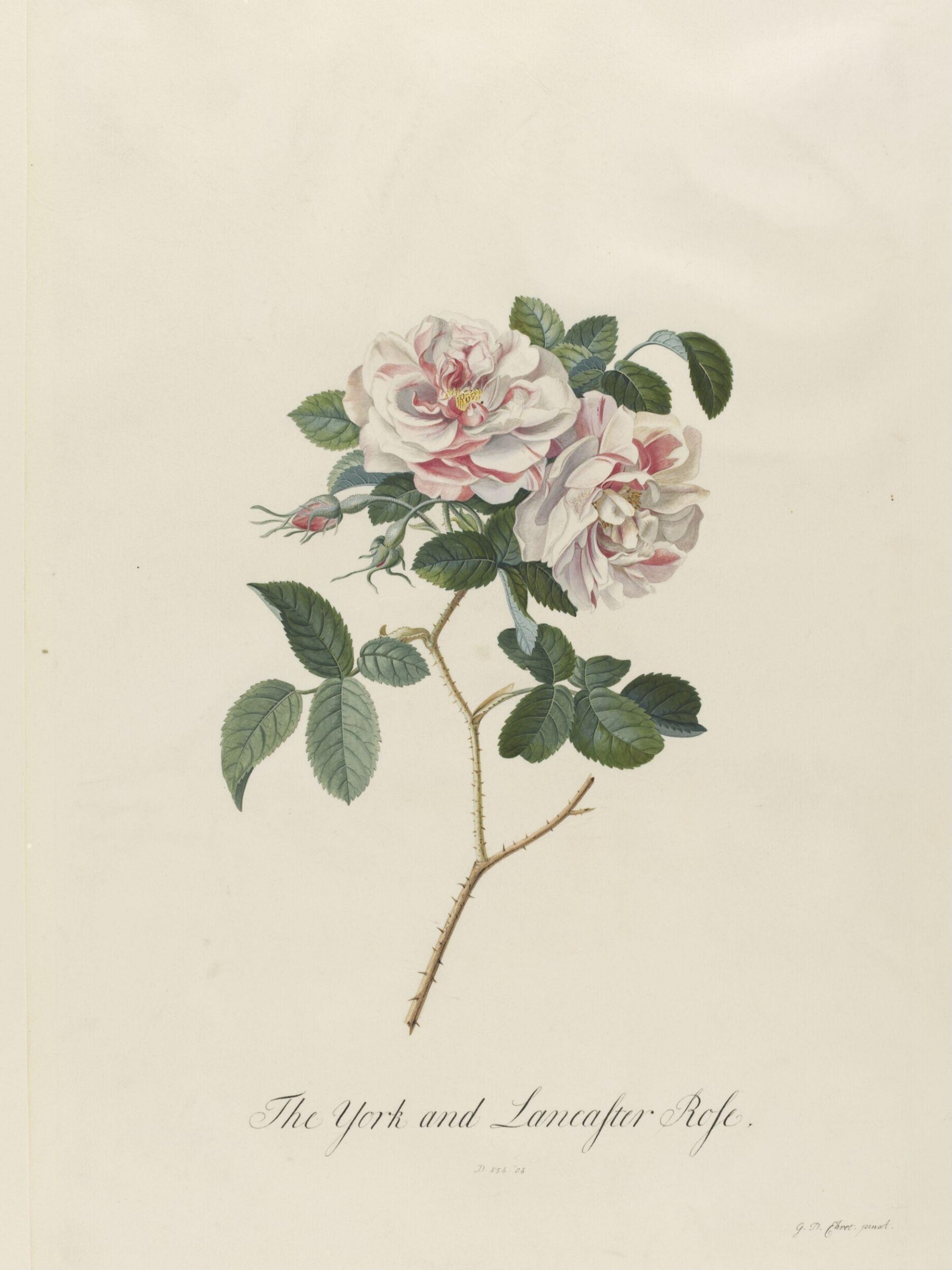 The York and Lancaster Rose, Georg Dionysus Ehret, 1743-7