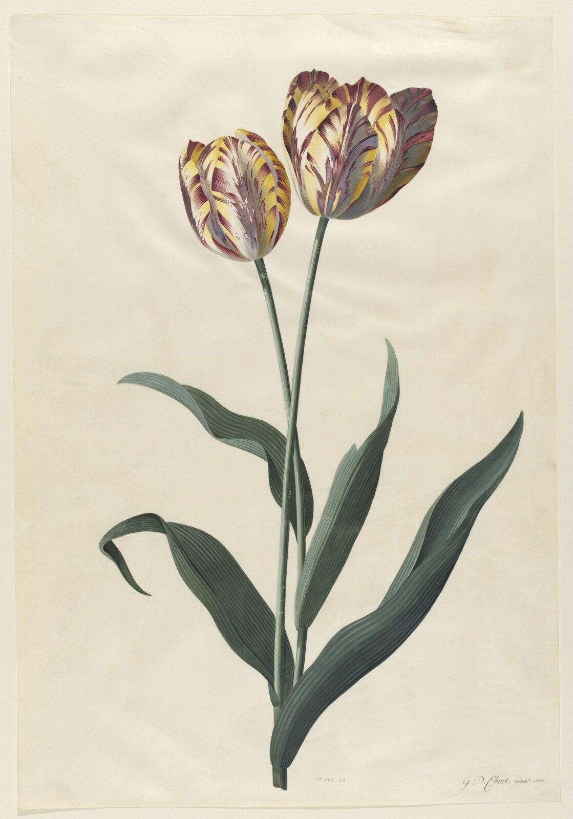 Drawing, Georg Dionysus Ehret, 1744