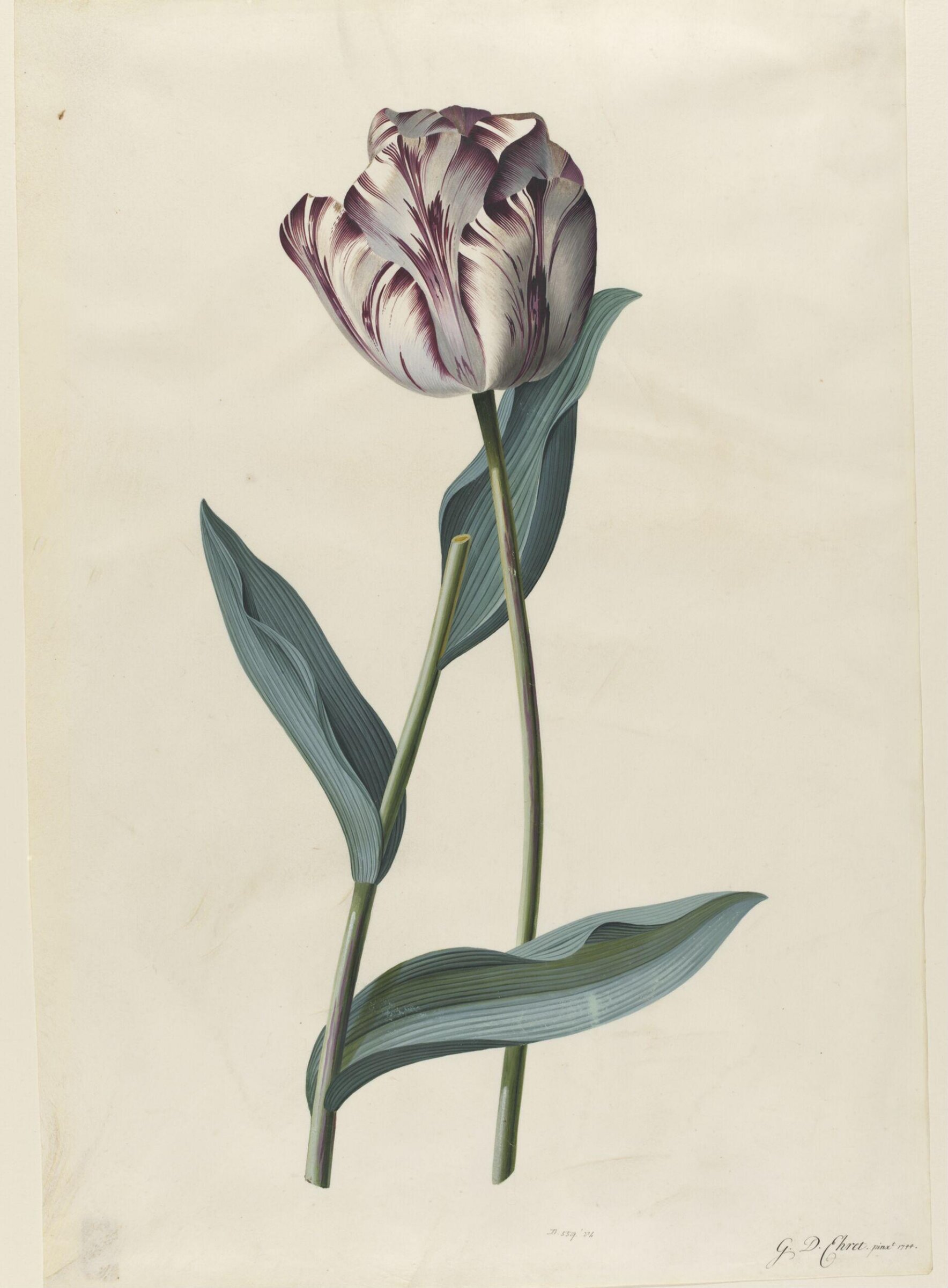 Drawing, Georg Dionysus Ehret, 1744