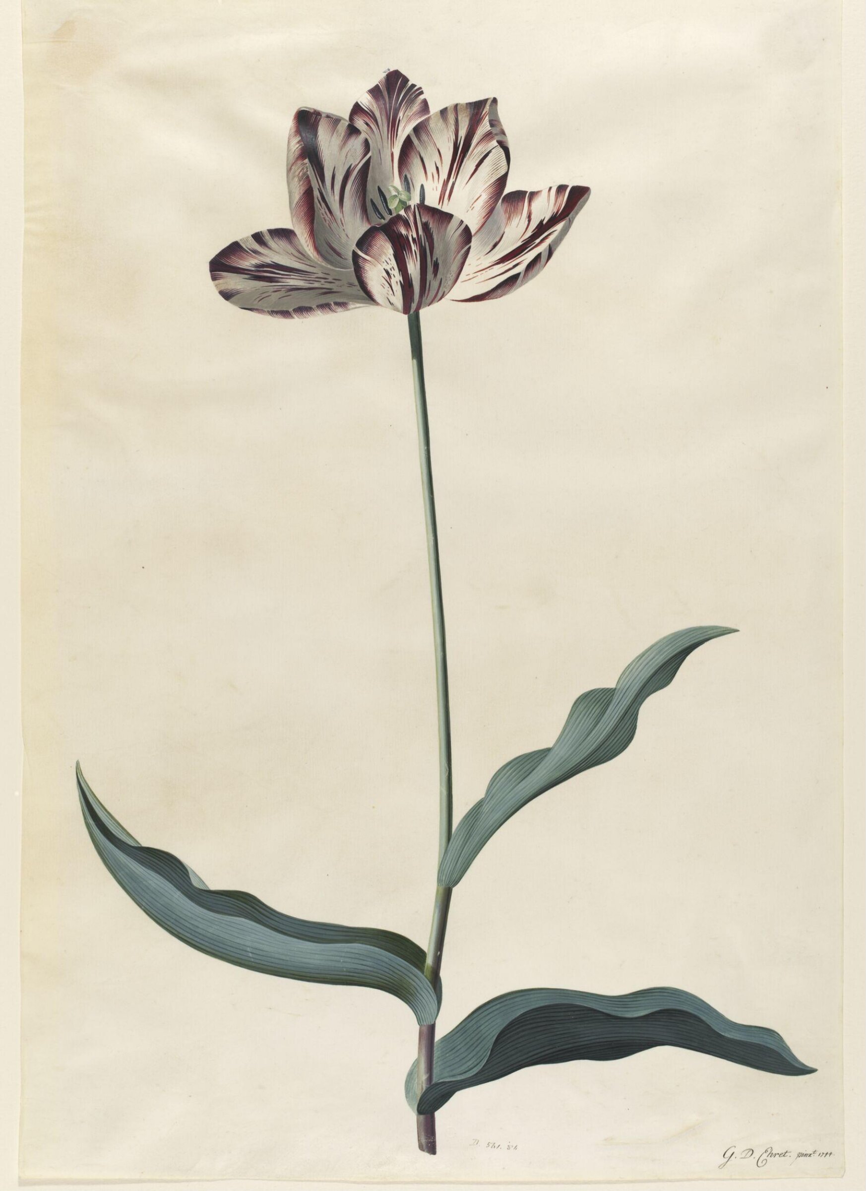 Drawing, Georg Dionysus Ehret, 1744