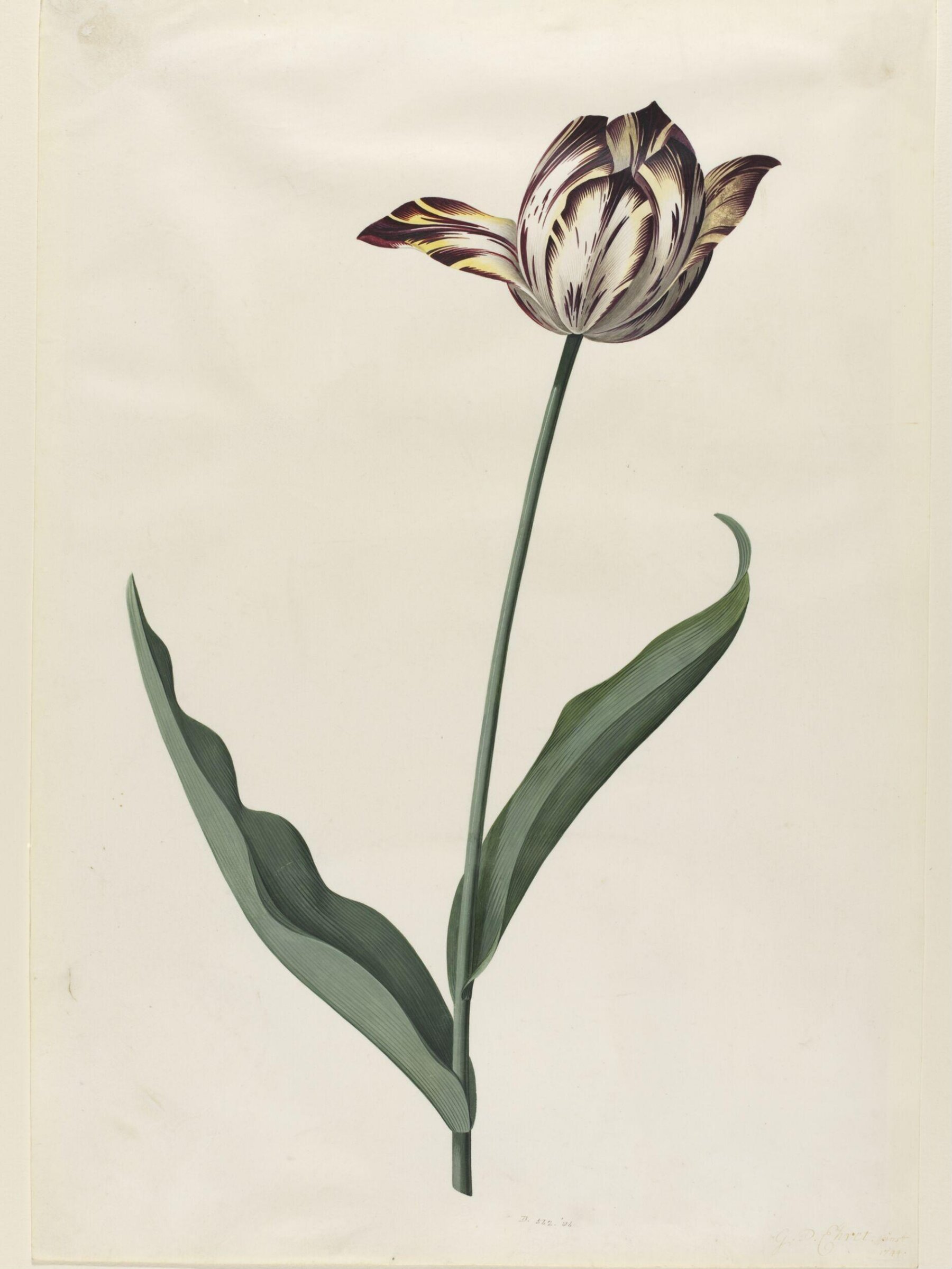 Drawing, Georg Dionysus Ehret, 1744