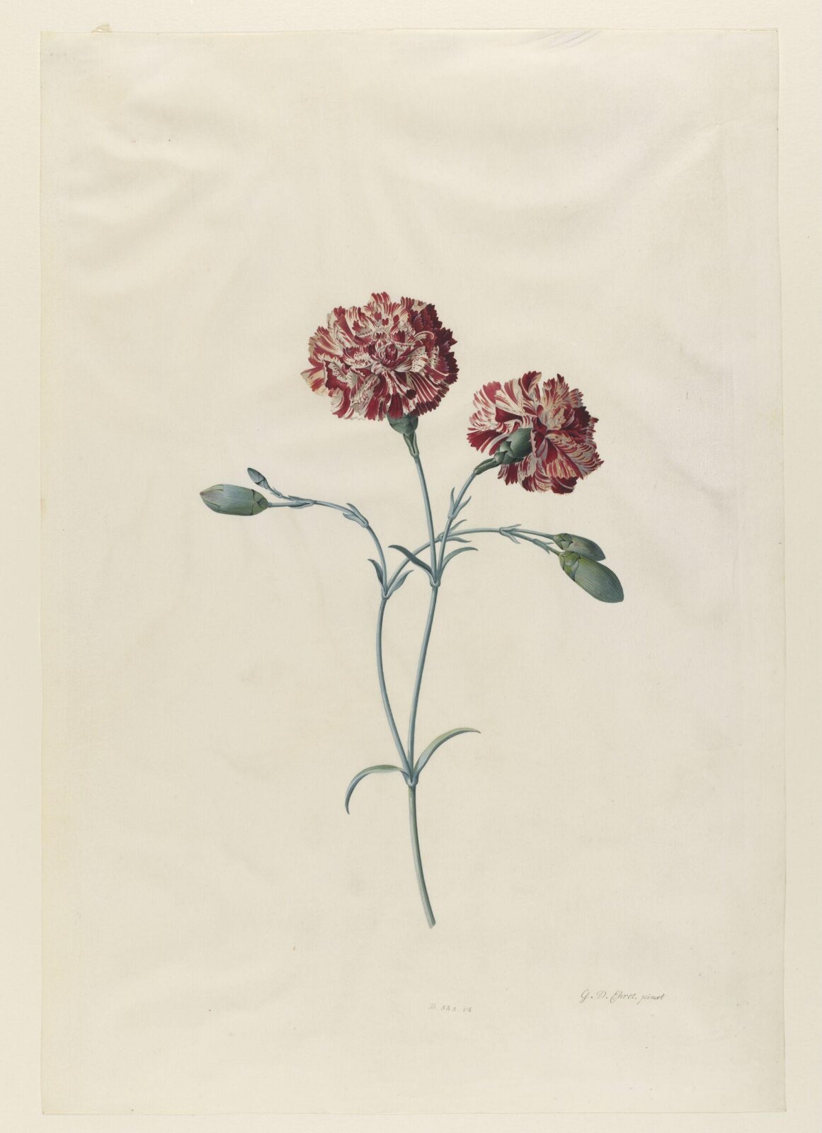Drawing, Georg Dionysus Ehret, 1743-7
