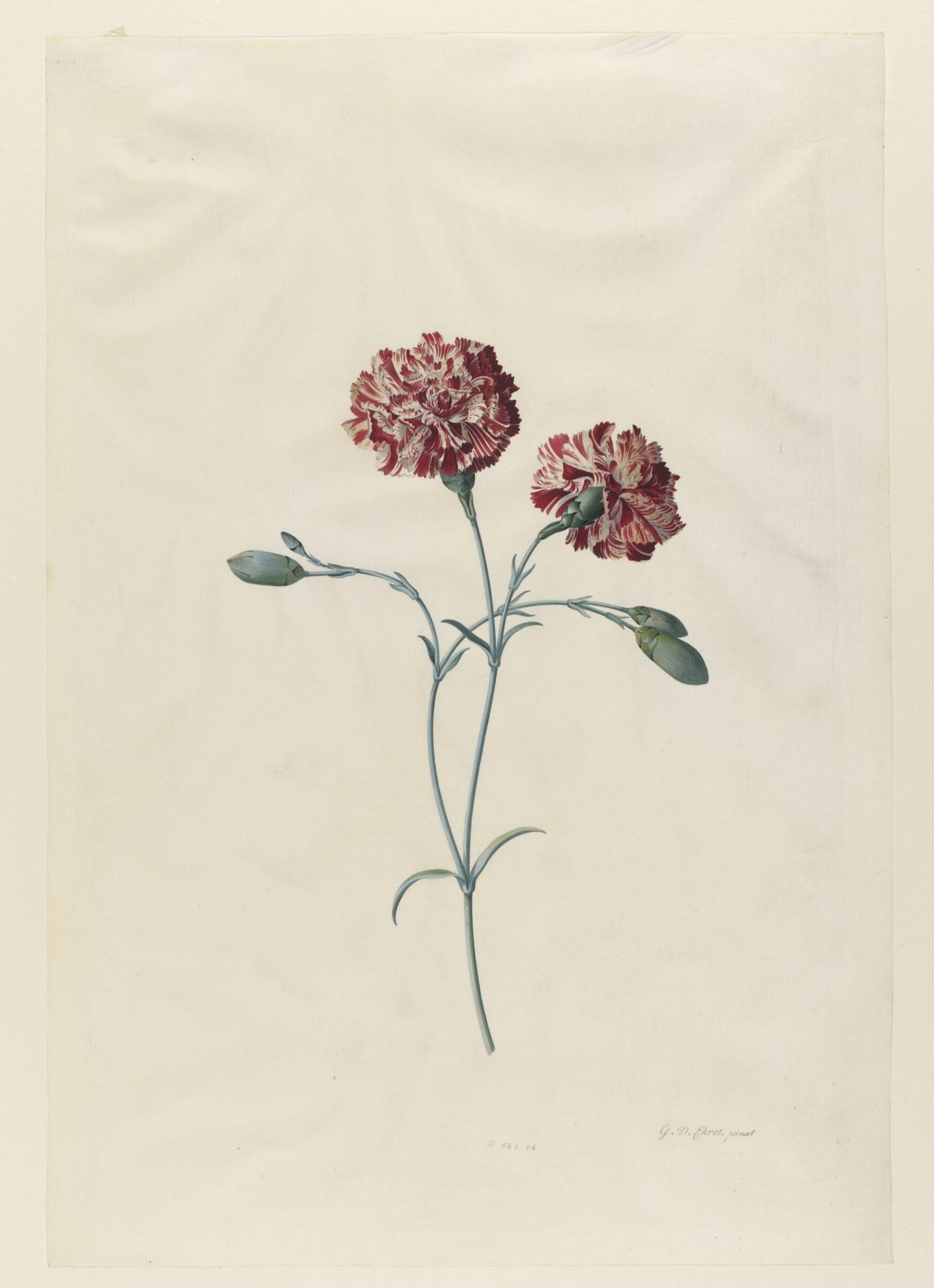 Drawing, Georg Dionysus Ehret, 1743-7